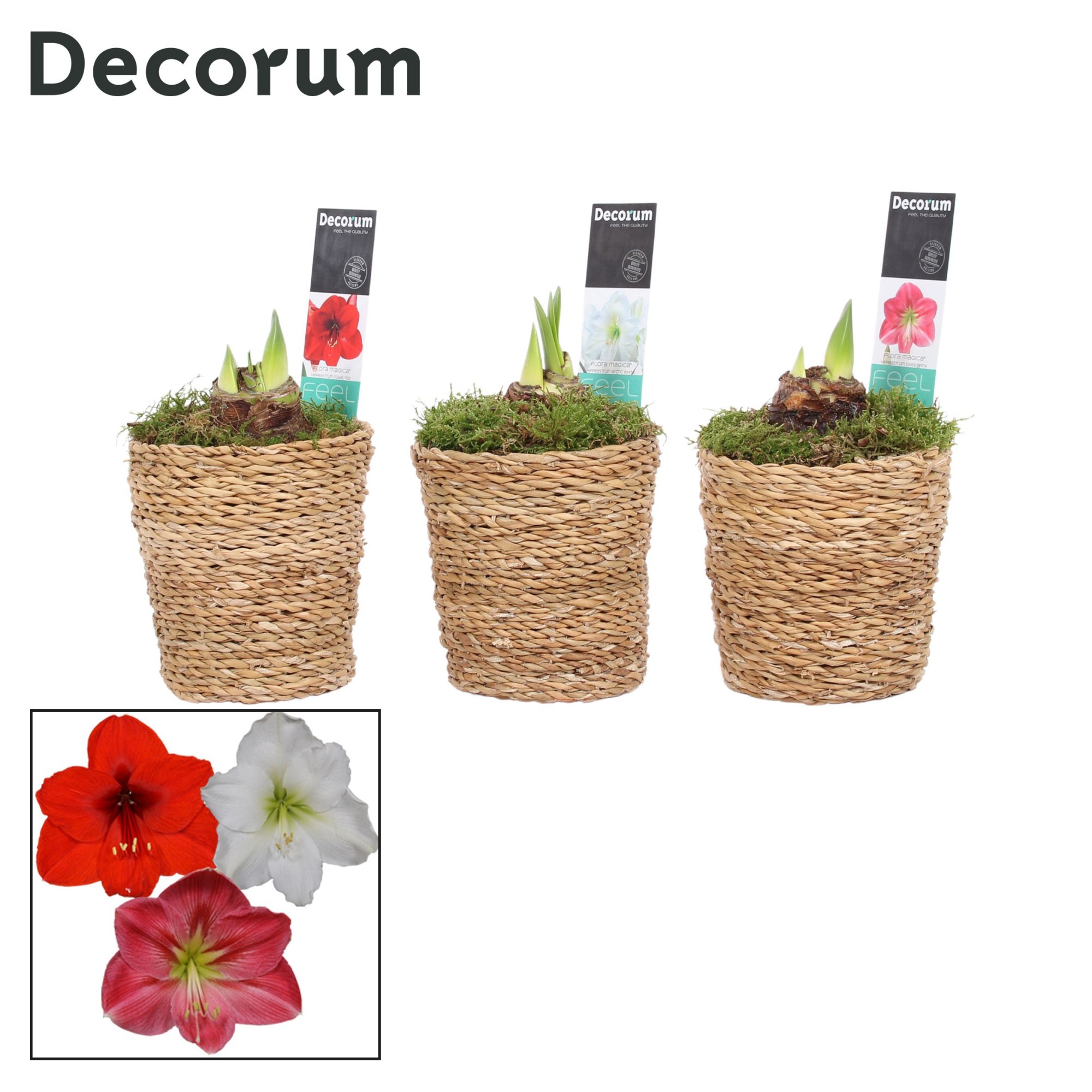 Amaryllis Mix 2 Knop in Ruby (Decorum), D 12
