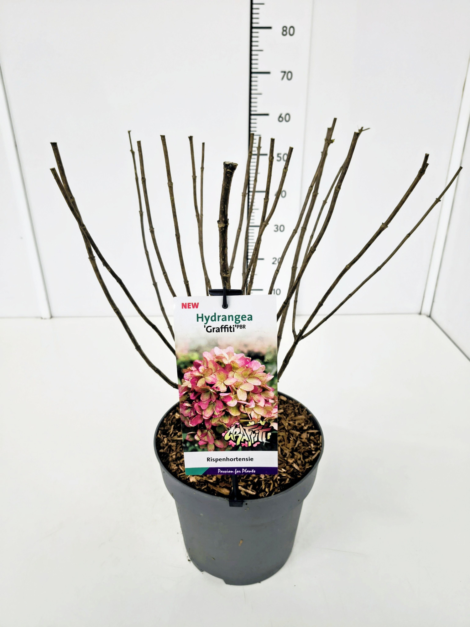 Hydrangea pan. 'Graffiti' 50-60C7, D 25