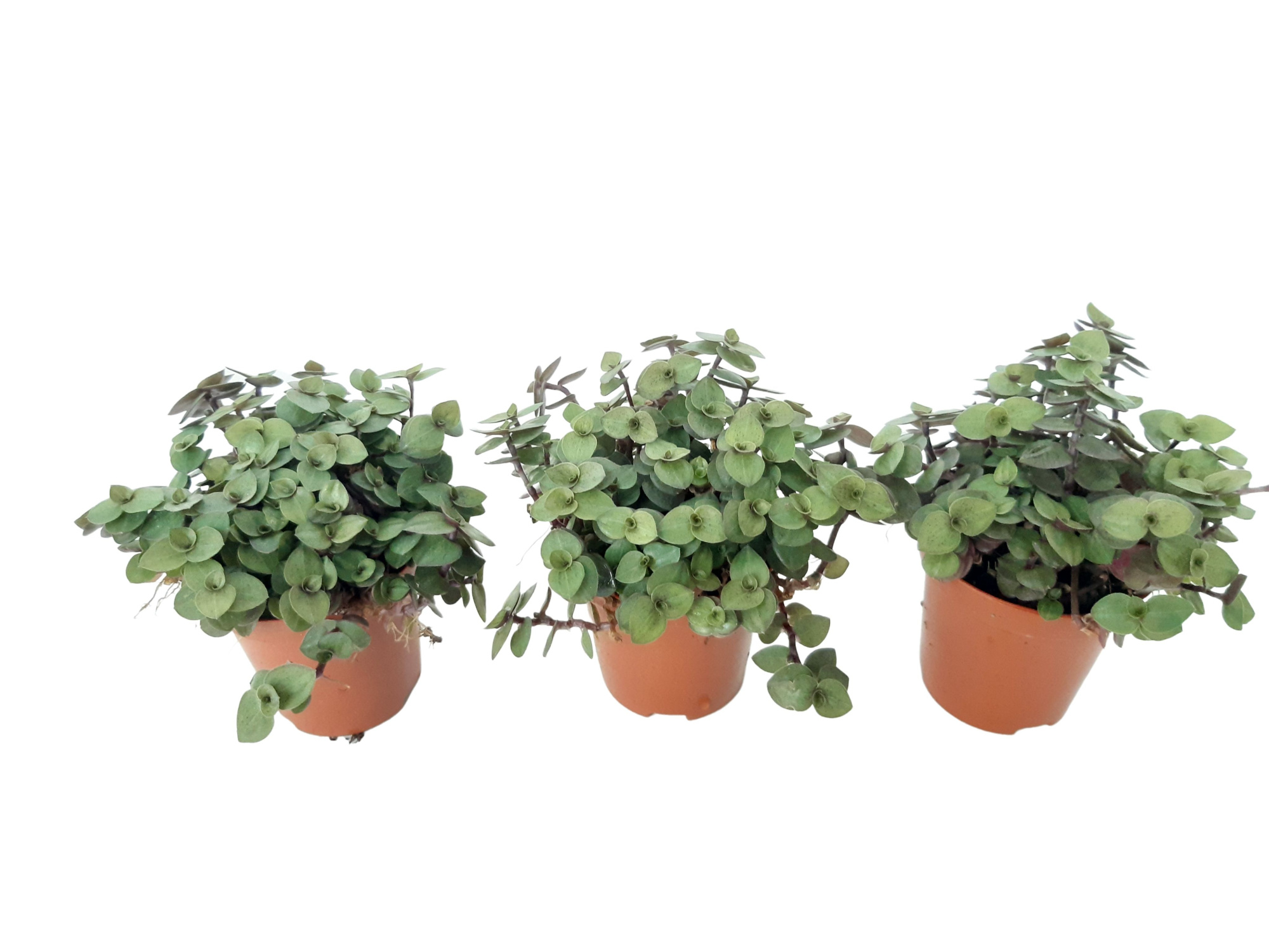 SNCRE Mini Callisia Repens 5,5 cm, D 5,5 cm