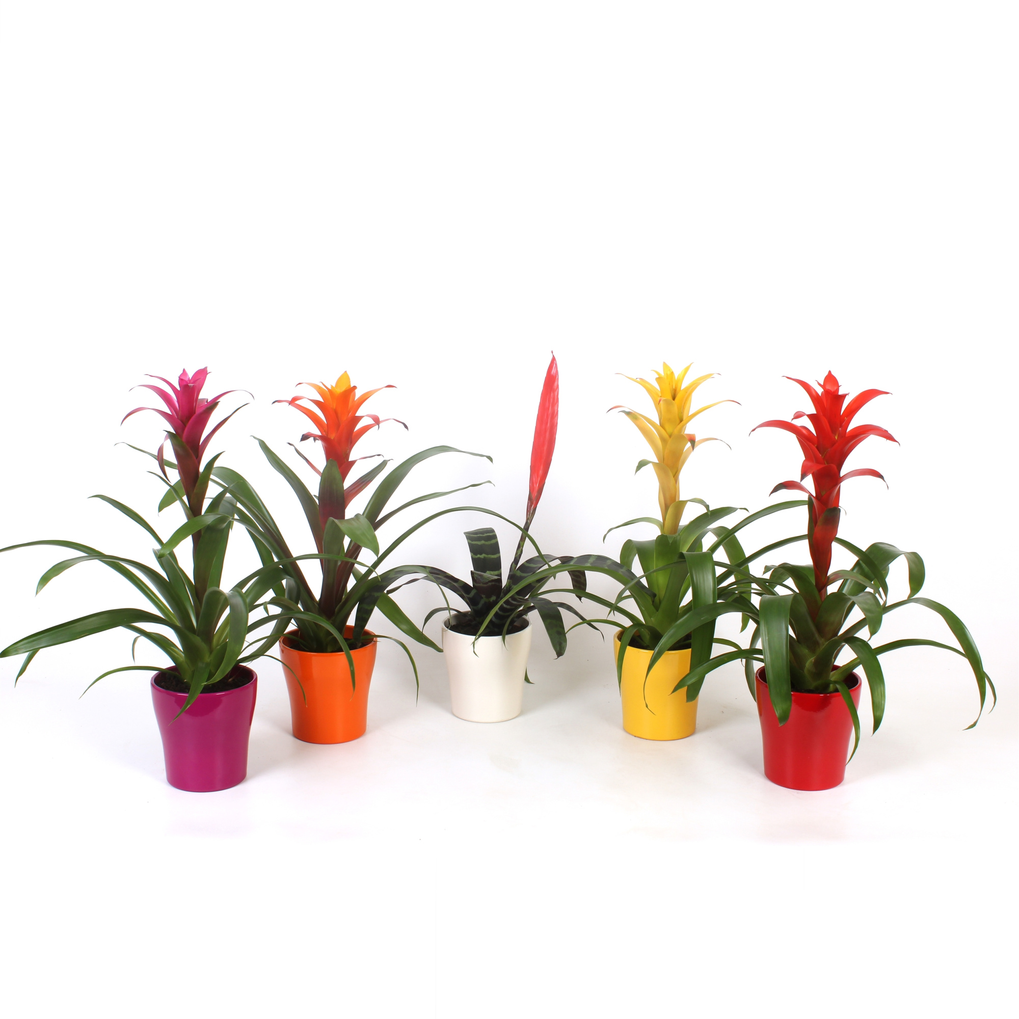 Bromelia Original mix in pot Anna, D 13 cm