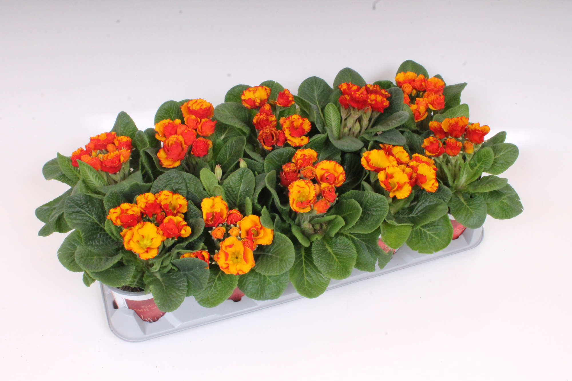 Primula ILY Specials - Chinese New Year, D 11