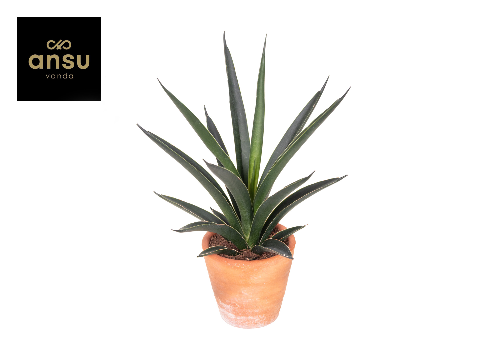 Sansevieria Comet Amazon Green Terracotta, D 9