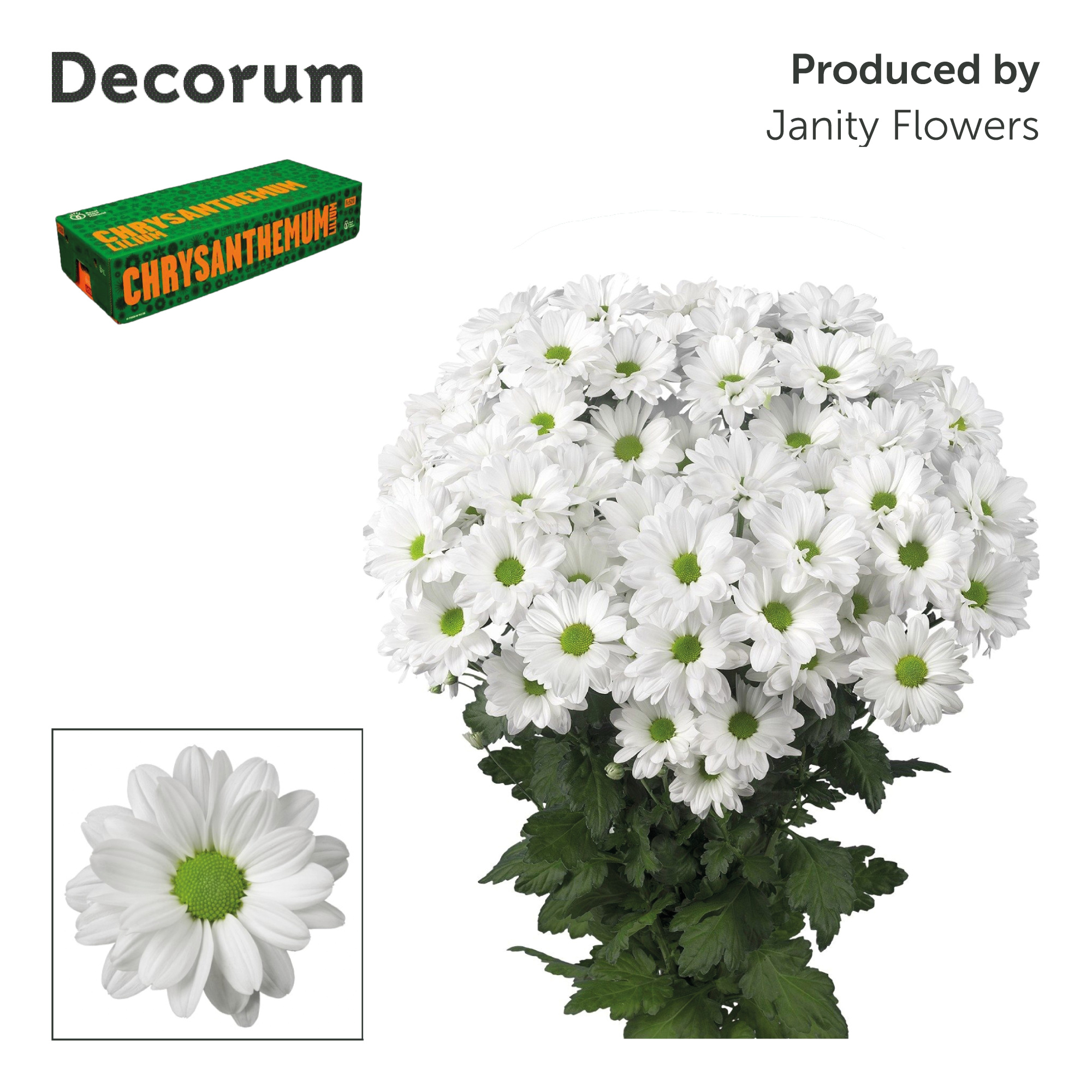 Хризантема куст. Кеннеди 70 (бел.), шт.