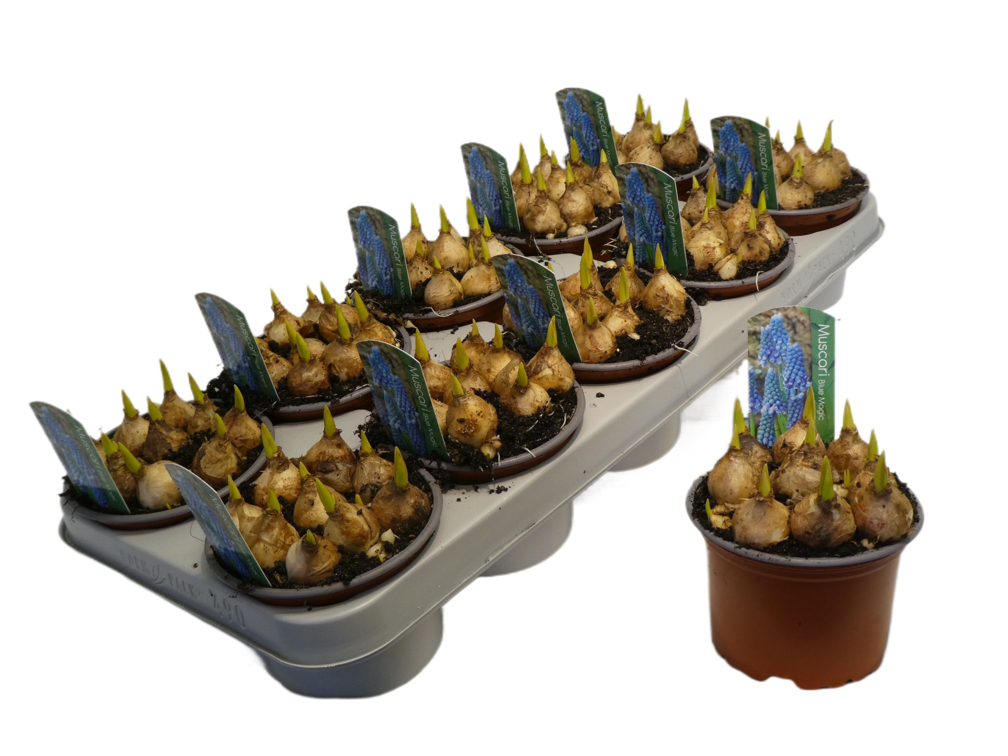 Muscari blue magic, D 12