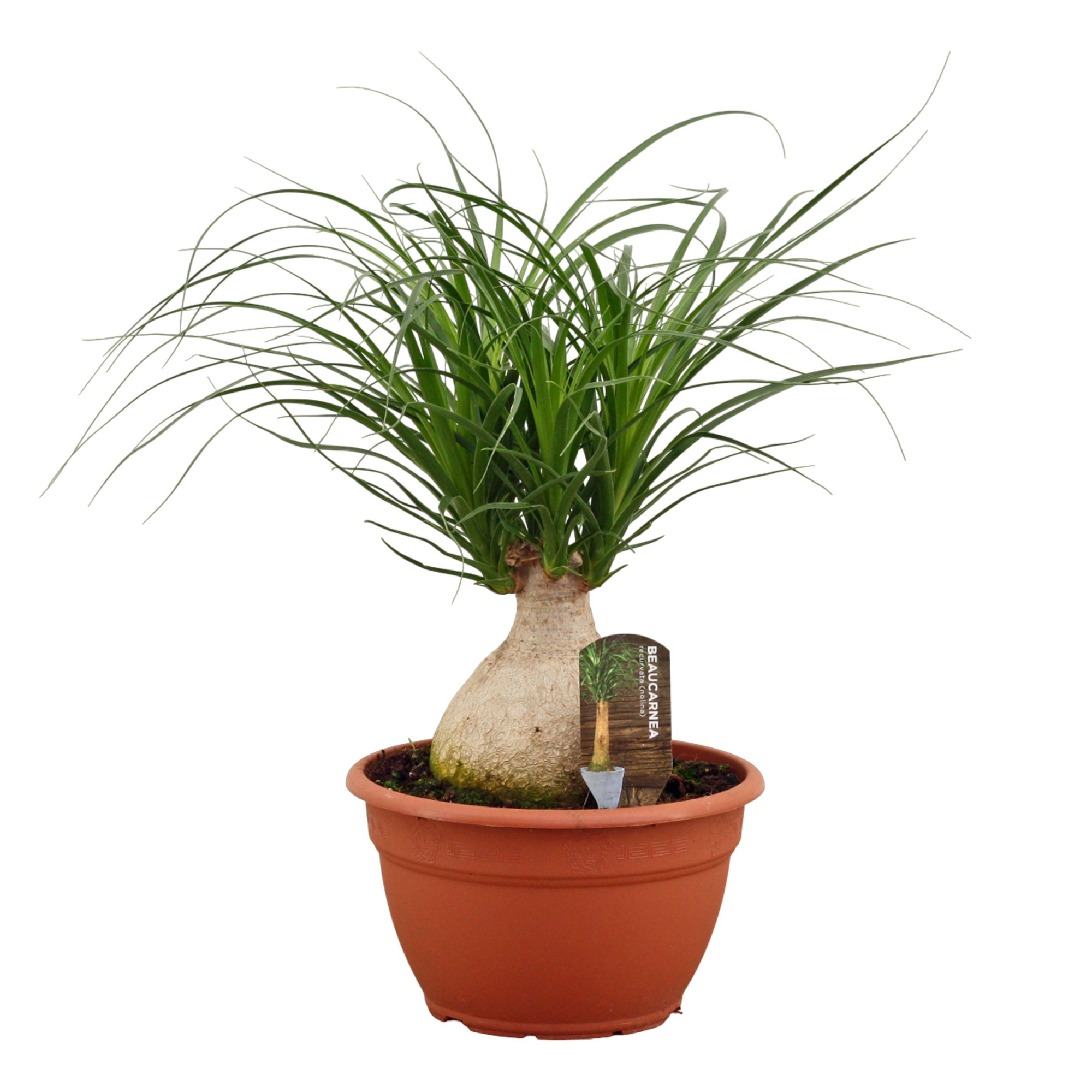 Beaucarnea bol 25 cm, D 25 cm