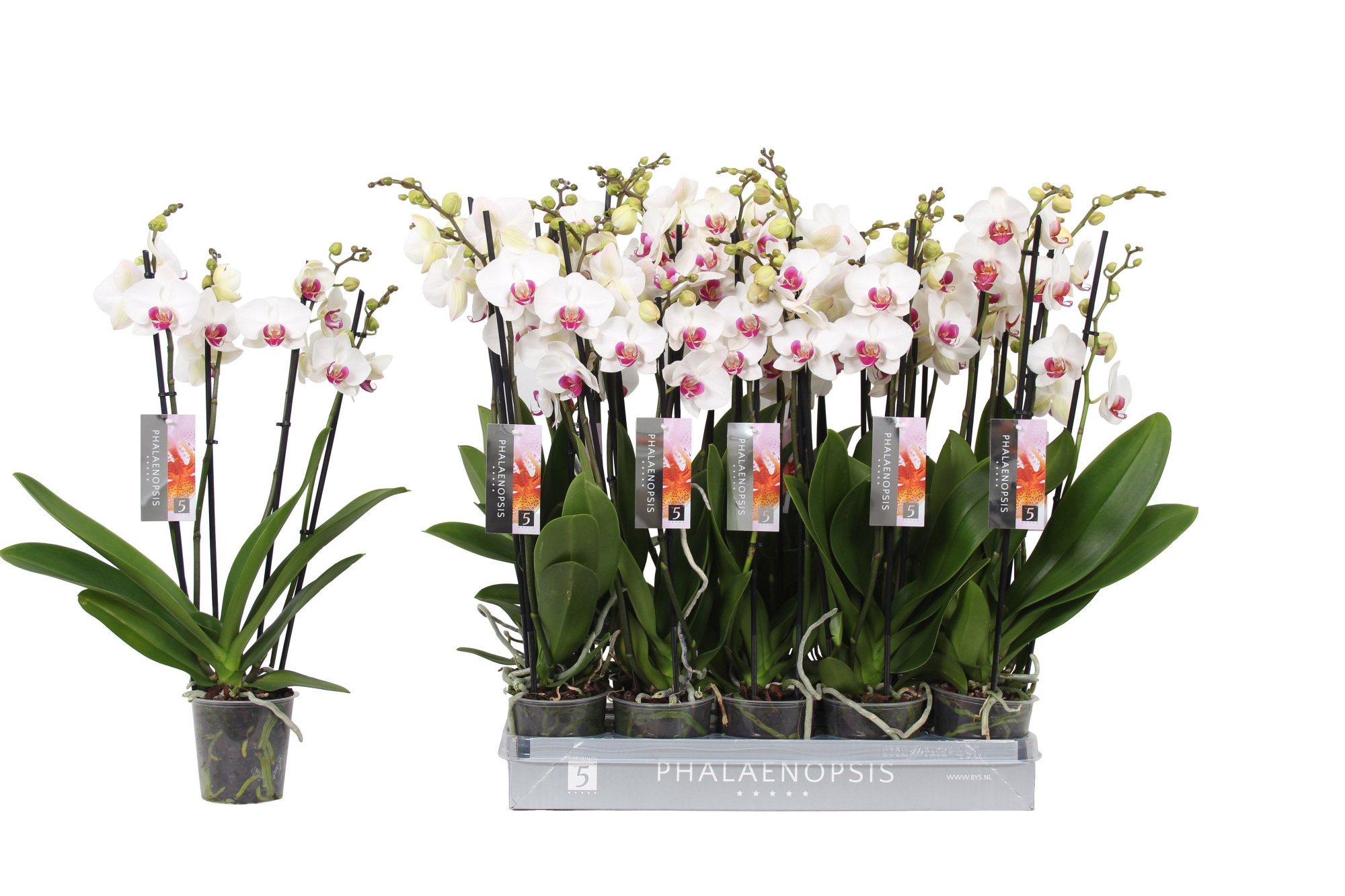 Phalaenopsis Red lip 4-spike 25+, D 12