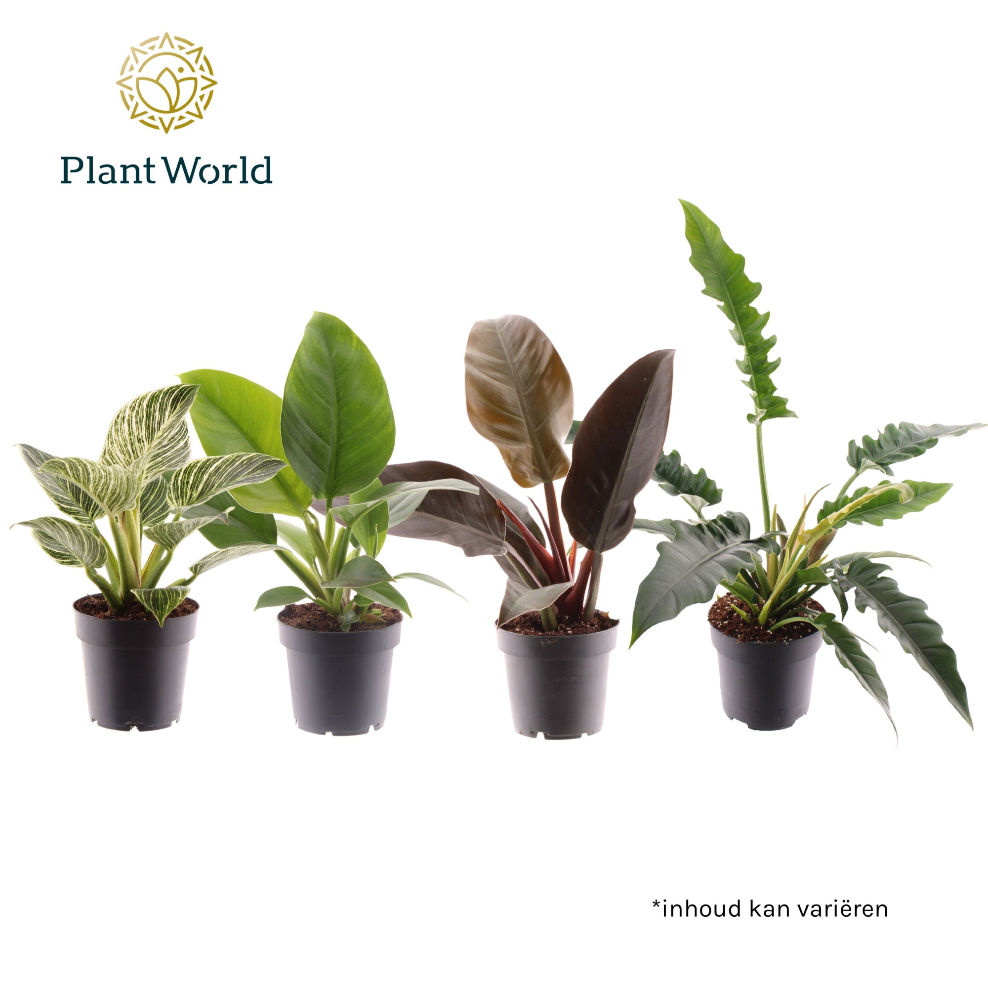 Philodendron mix, D 14 cm