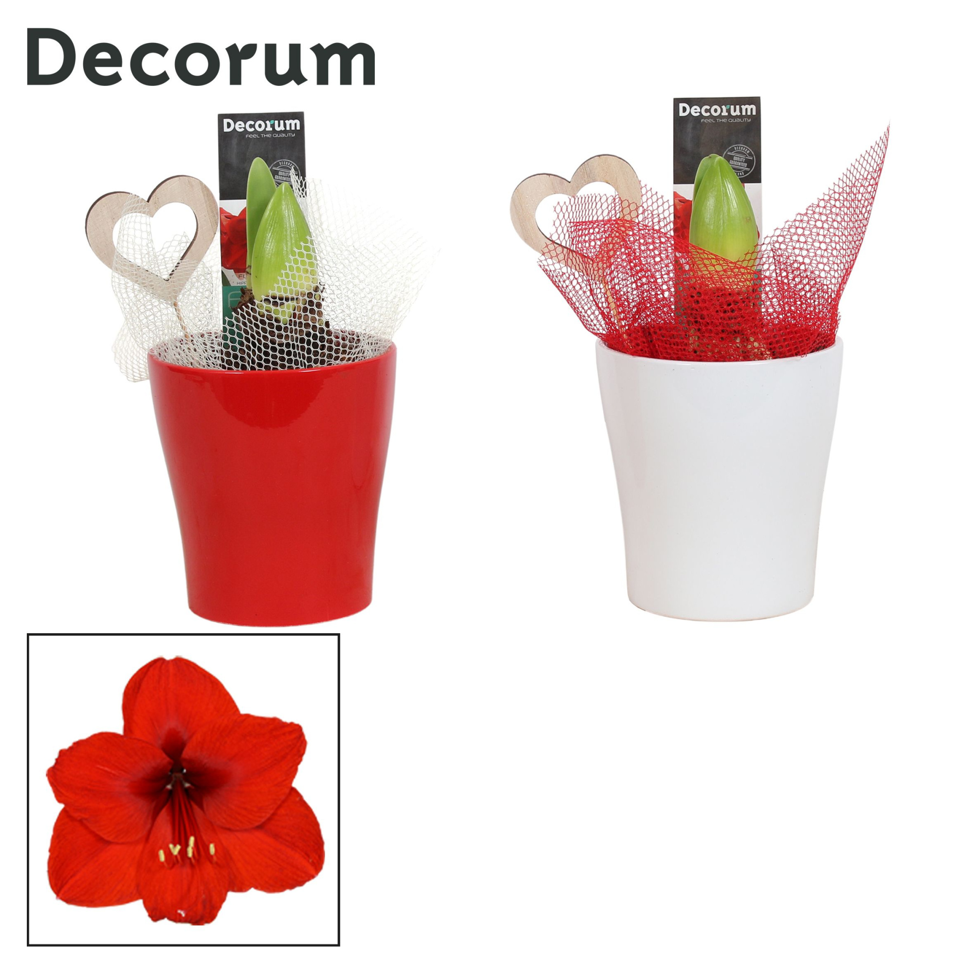 Amaryllis Rood 2 Knop in Ompot Amy LOVE (Decorum), D 12
