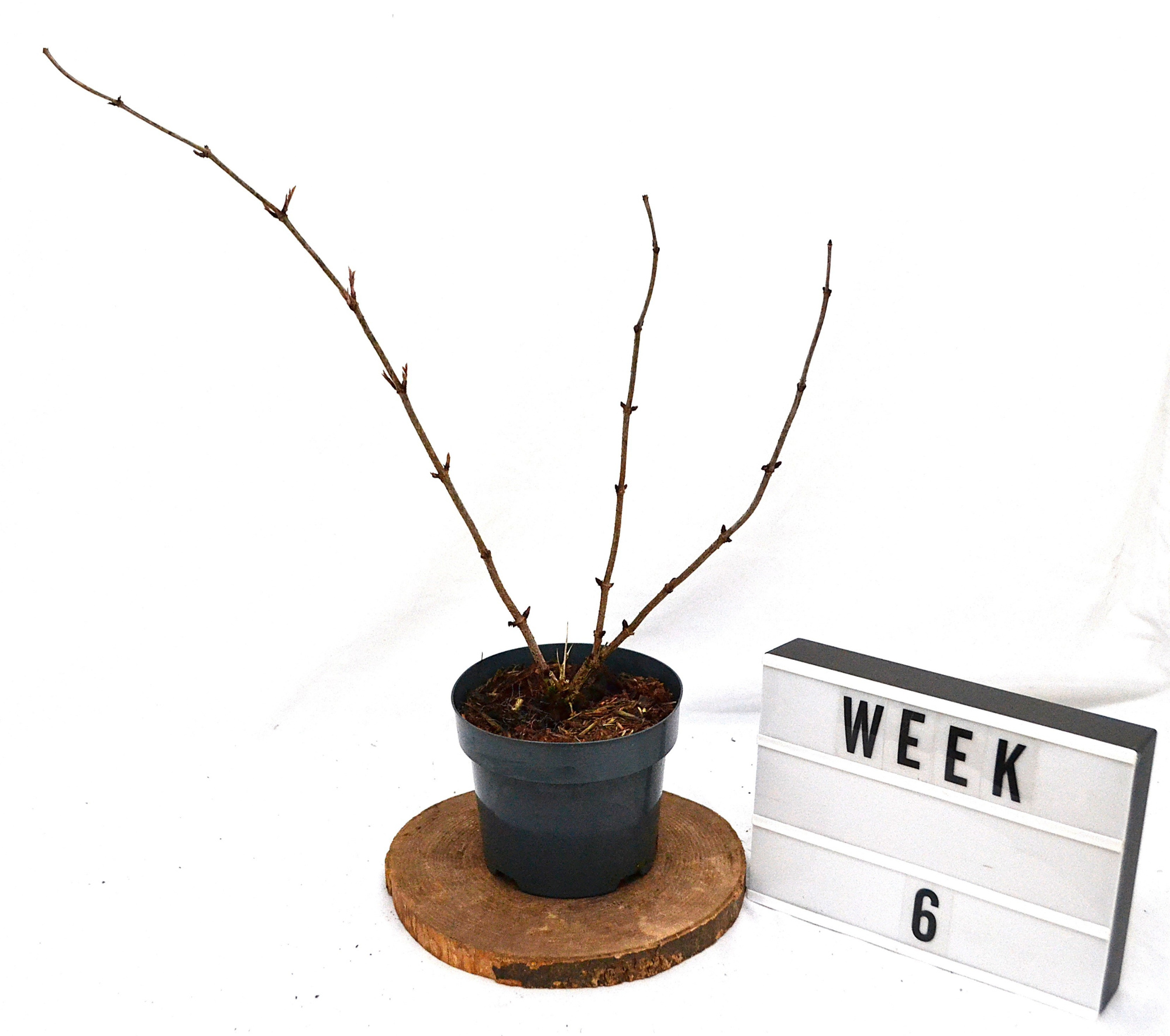 Sambucus nigra Gold Spark C3, D 19