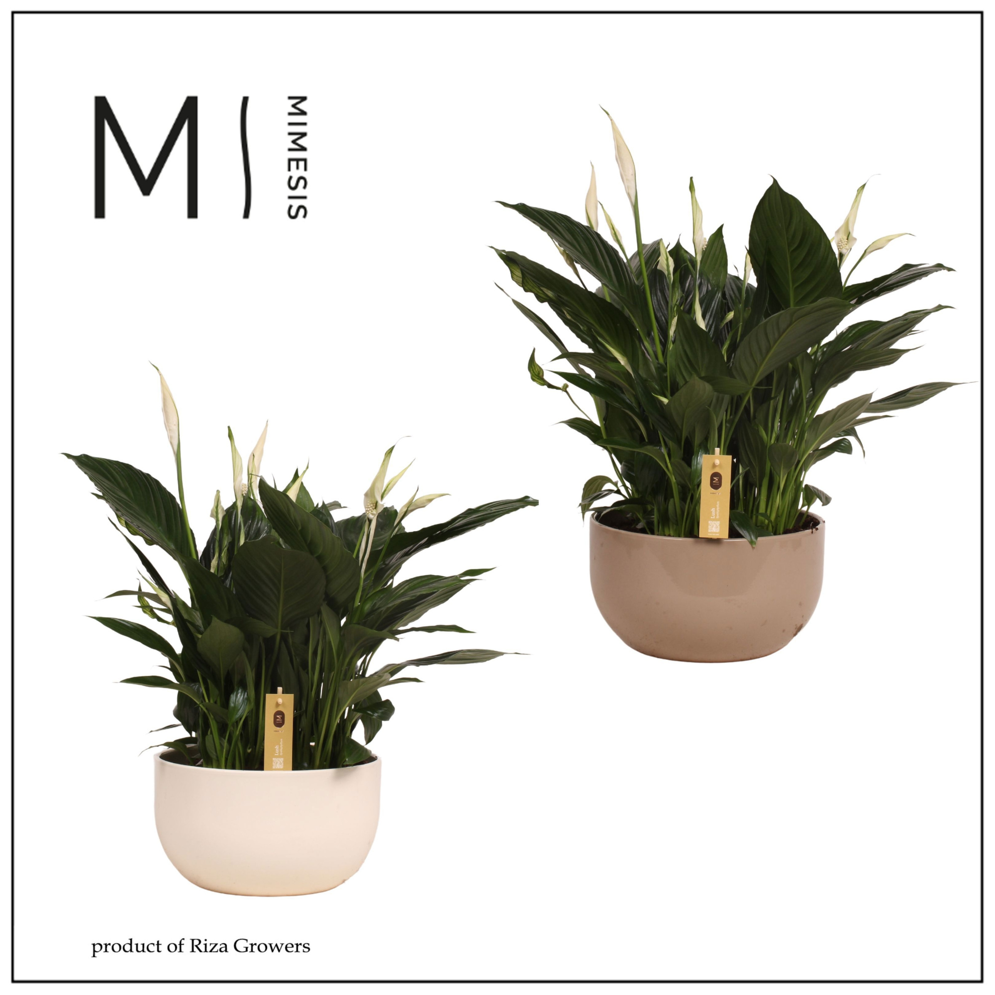 Spathiphyllum Pico Cupido - 13 cm in Lynn schaal, D 26