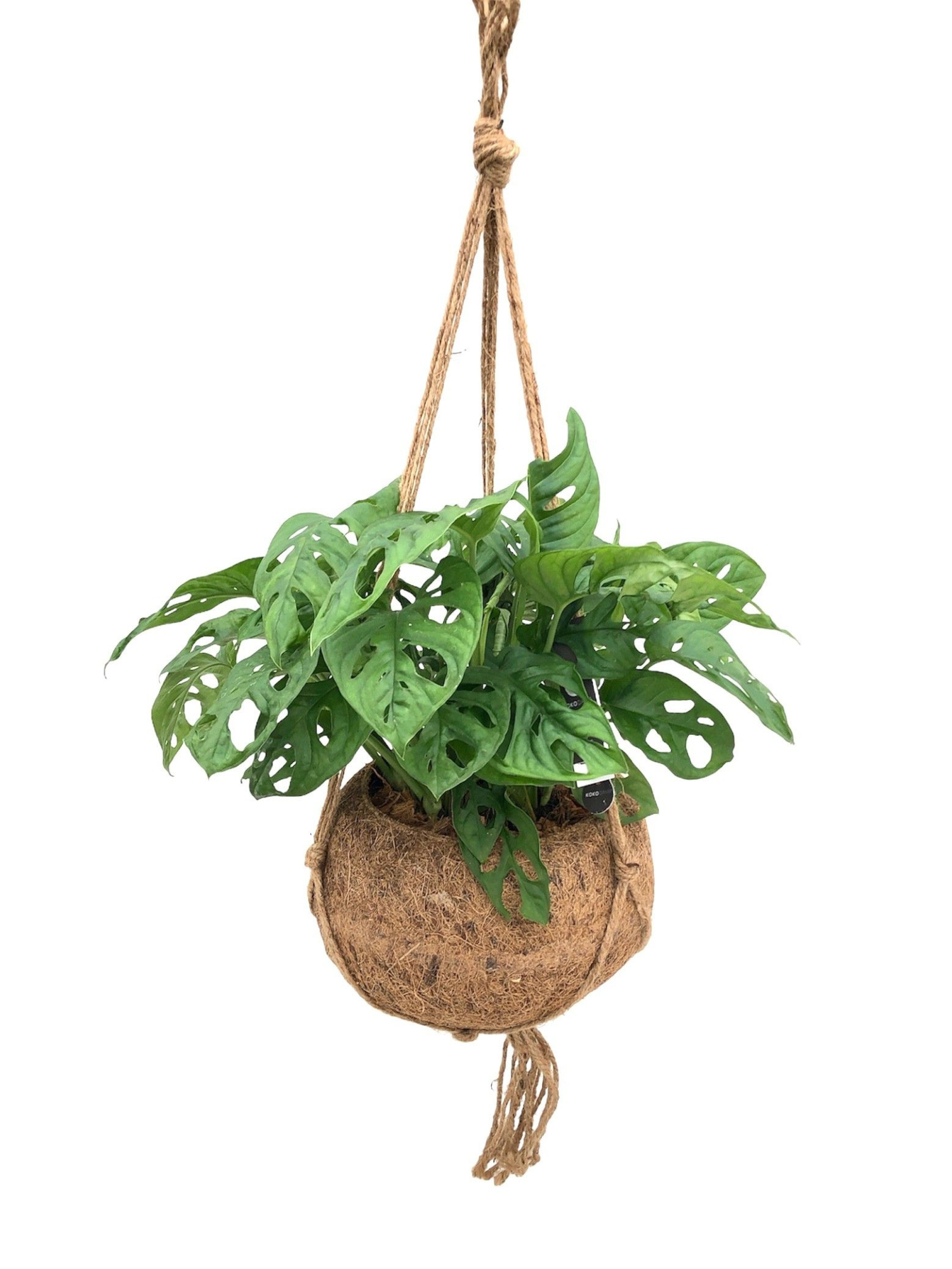 Kokodama XXL Monstera Monkey Mask, D 25