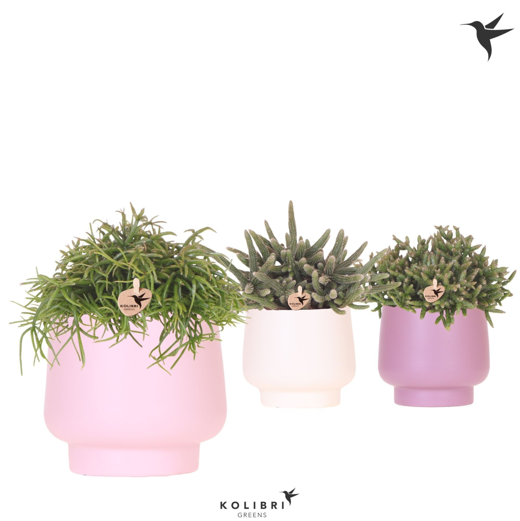 Kolibri Greens Rhipsalis mix in Scandic pot pink mix, D 12 cm