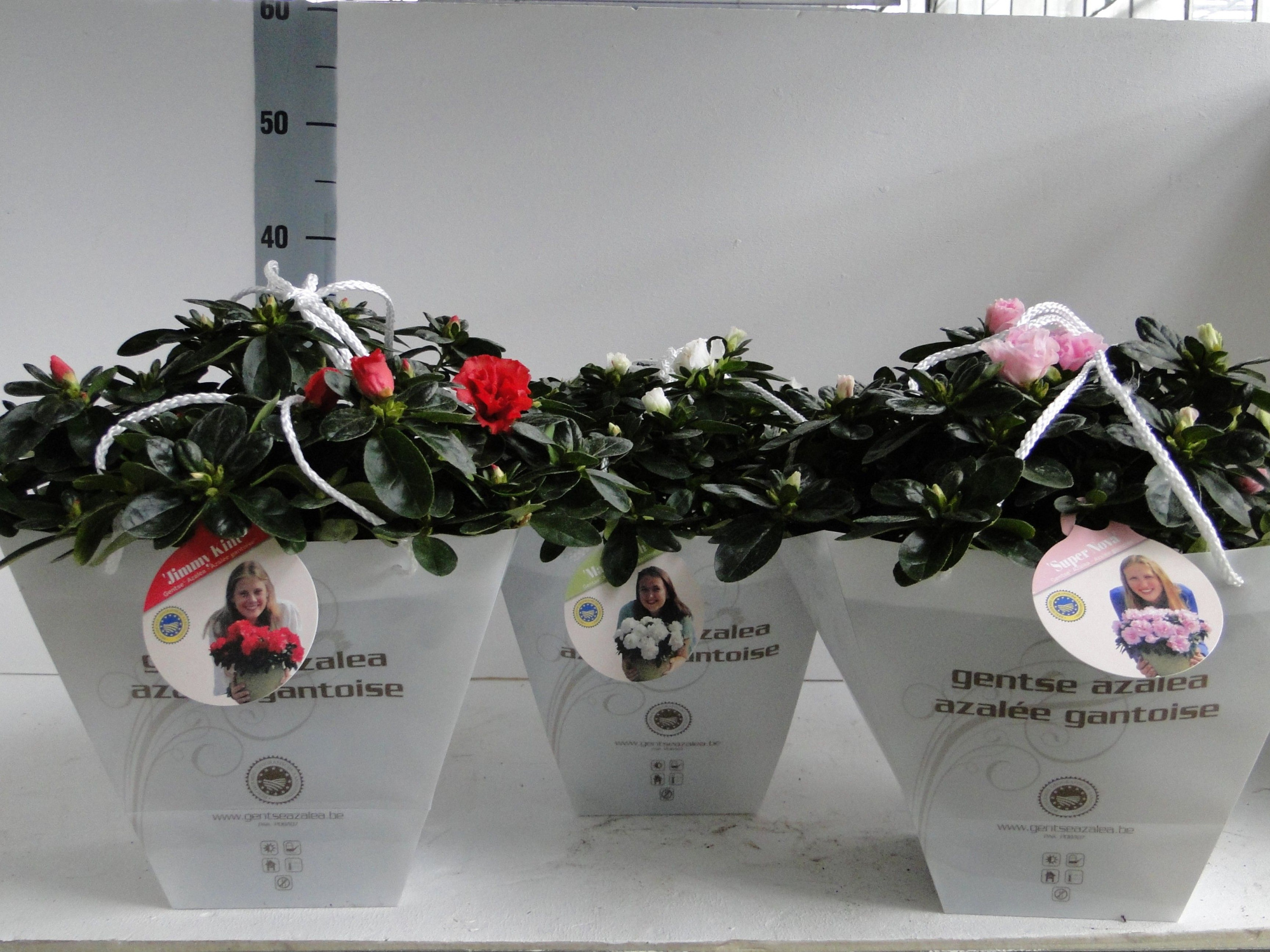 GHENT AZALEA YOUNG STARS POT 15 CARRY-BAG, D 15 cm