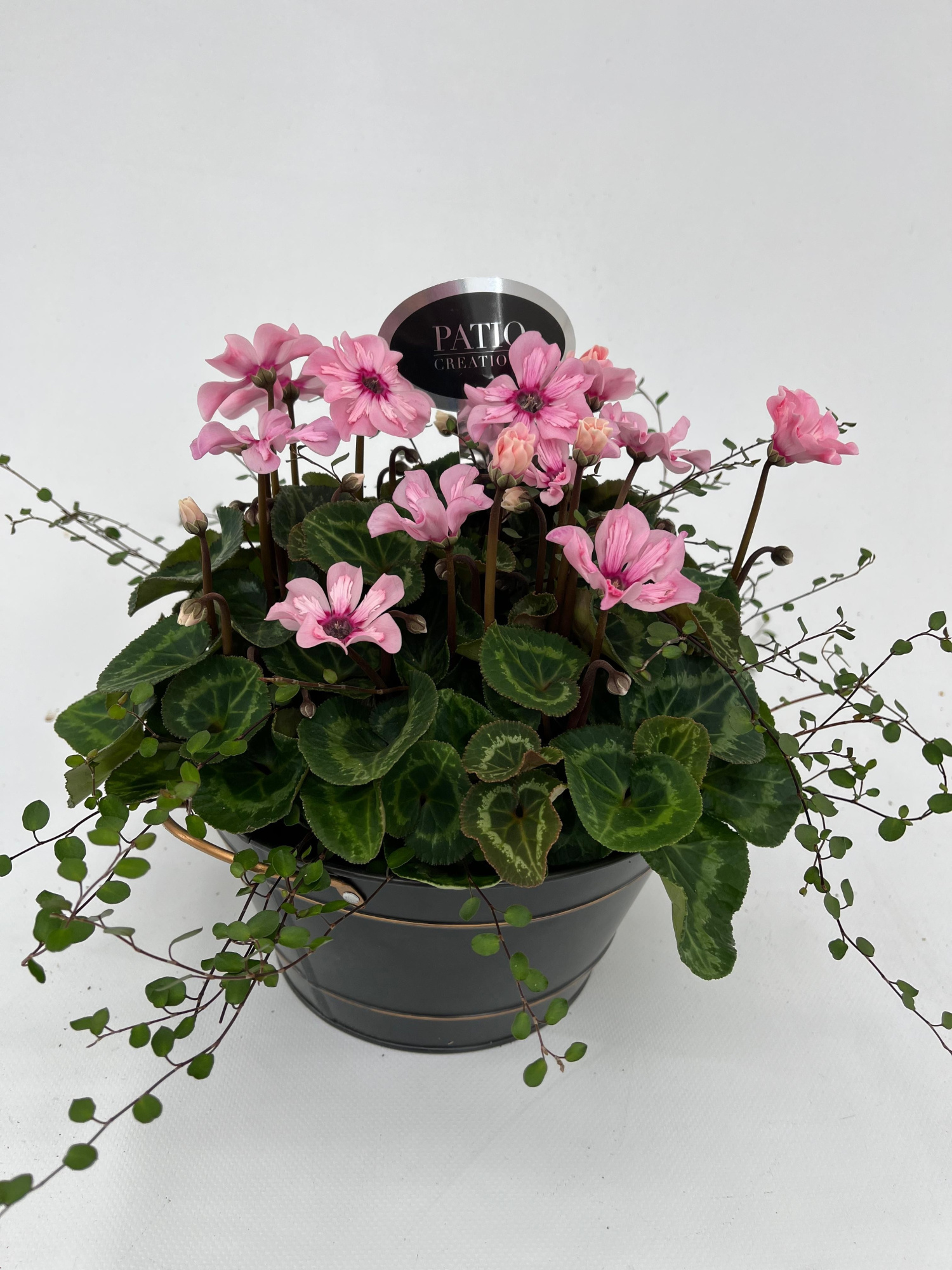 CYM839IL-9323 Cyclaam Illusia/Muehlenbeckia Sterre zink rond, D 22 cm