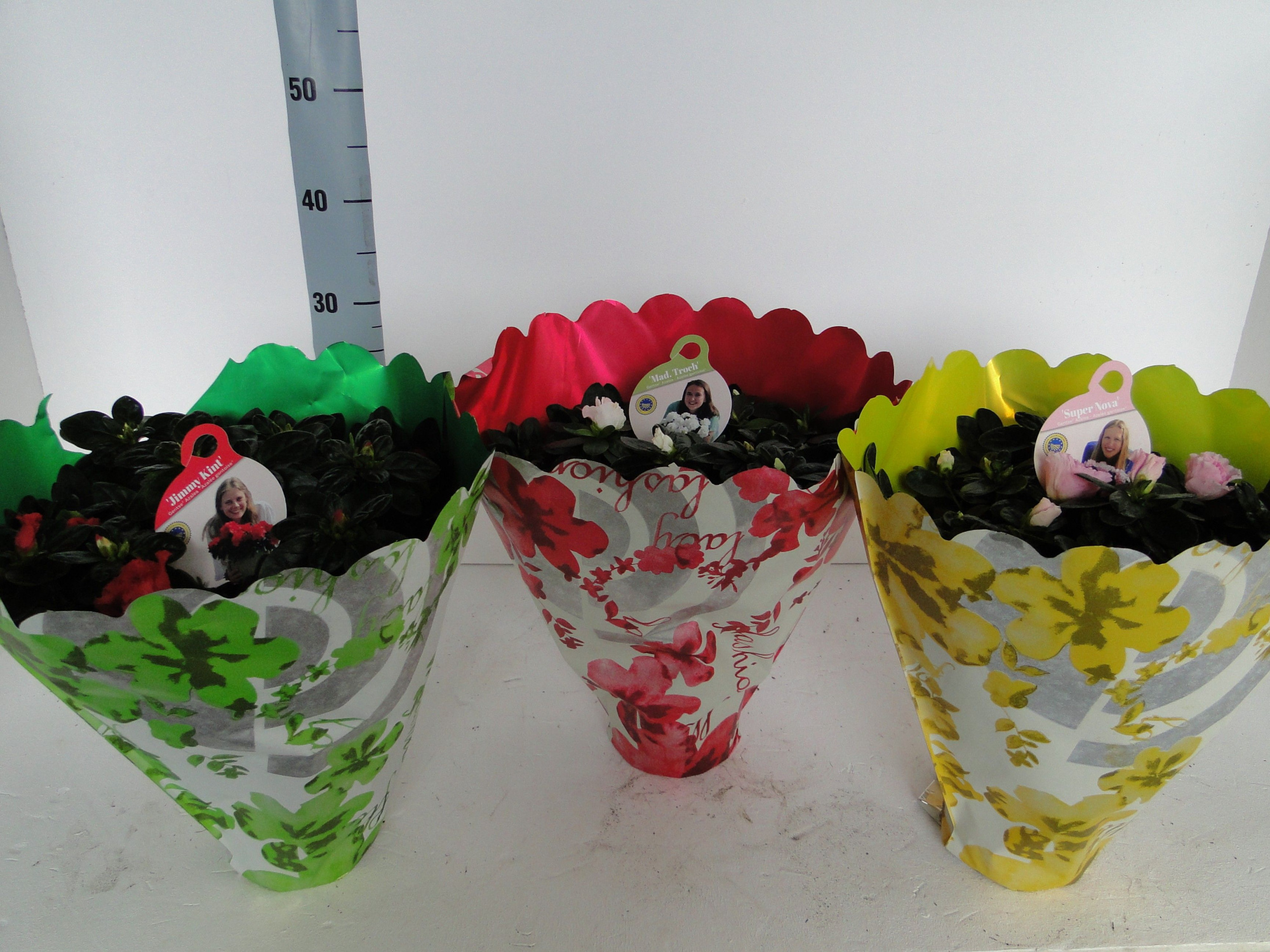 GHENT AZALEA YOUNG STARS POT 15 BROKANTHOES, D 15 cm