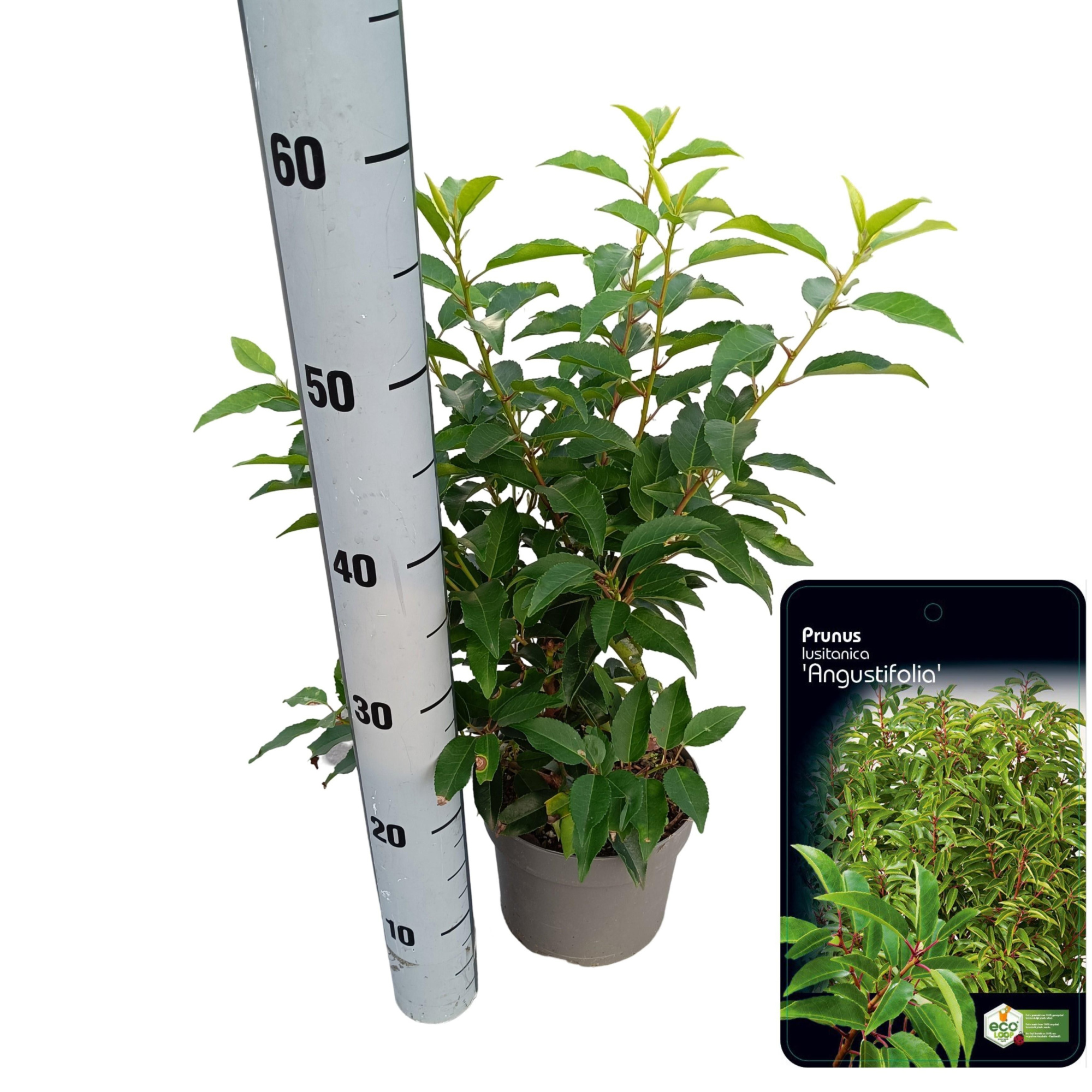 Prunus lusitanica 'Angustifolia', D 17 cm