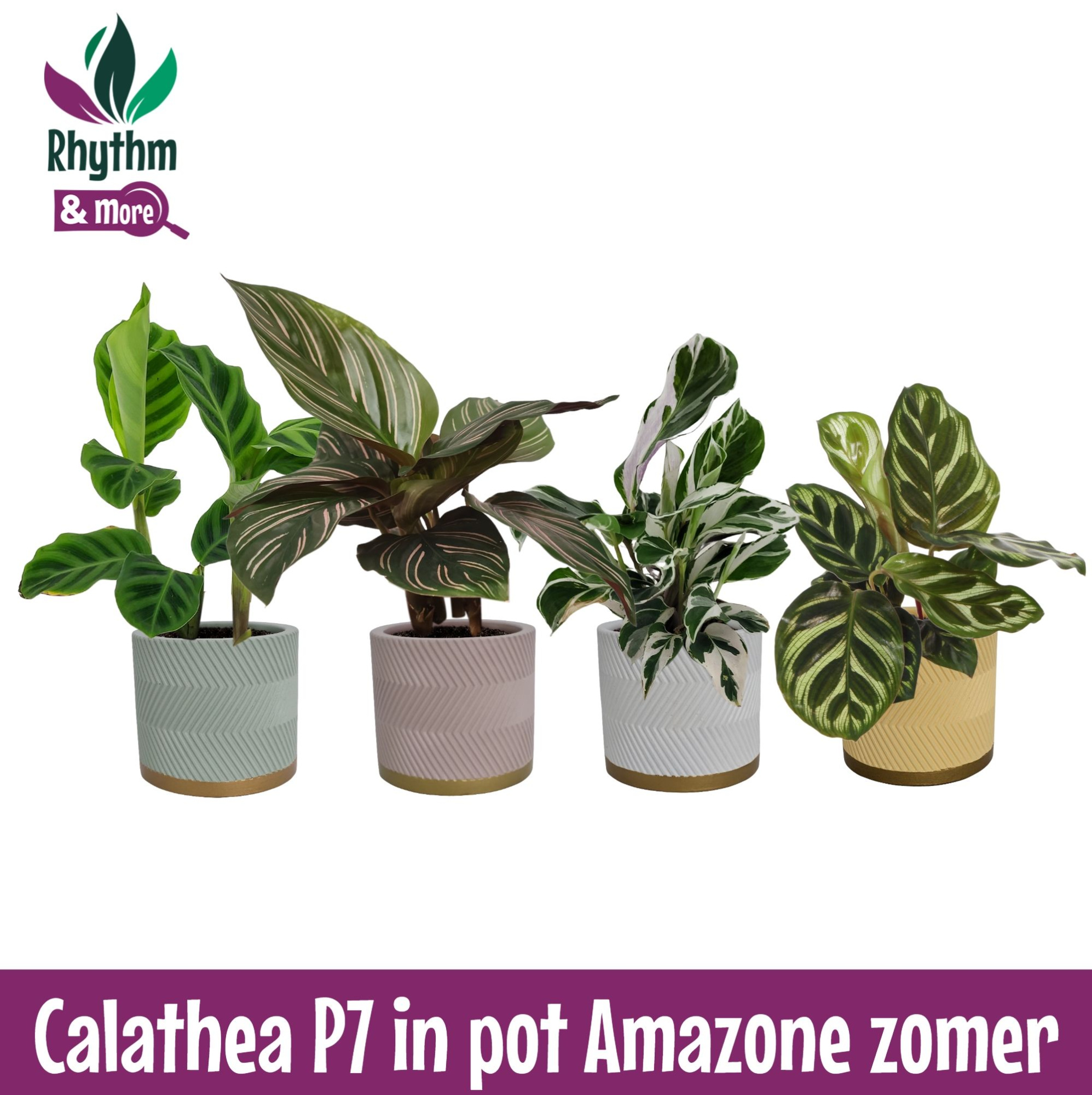 Calathea 7cm gemengd in pot Amazone Zomer, D 7 cm