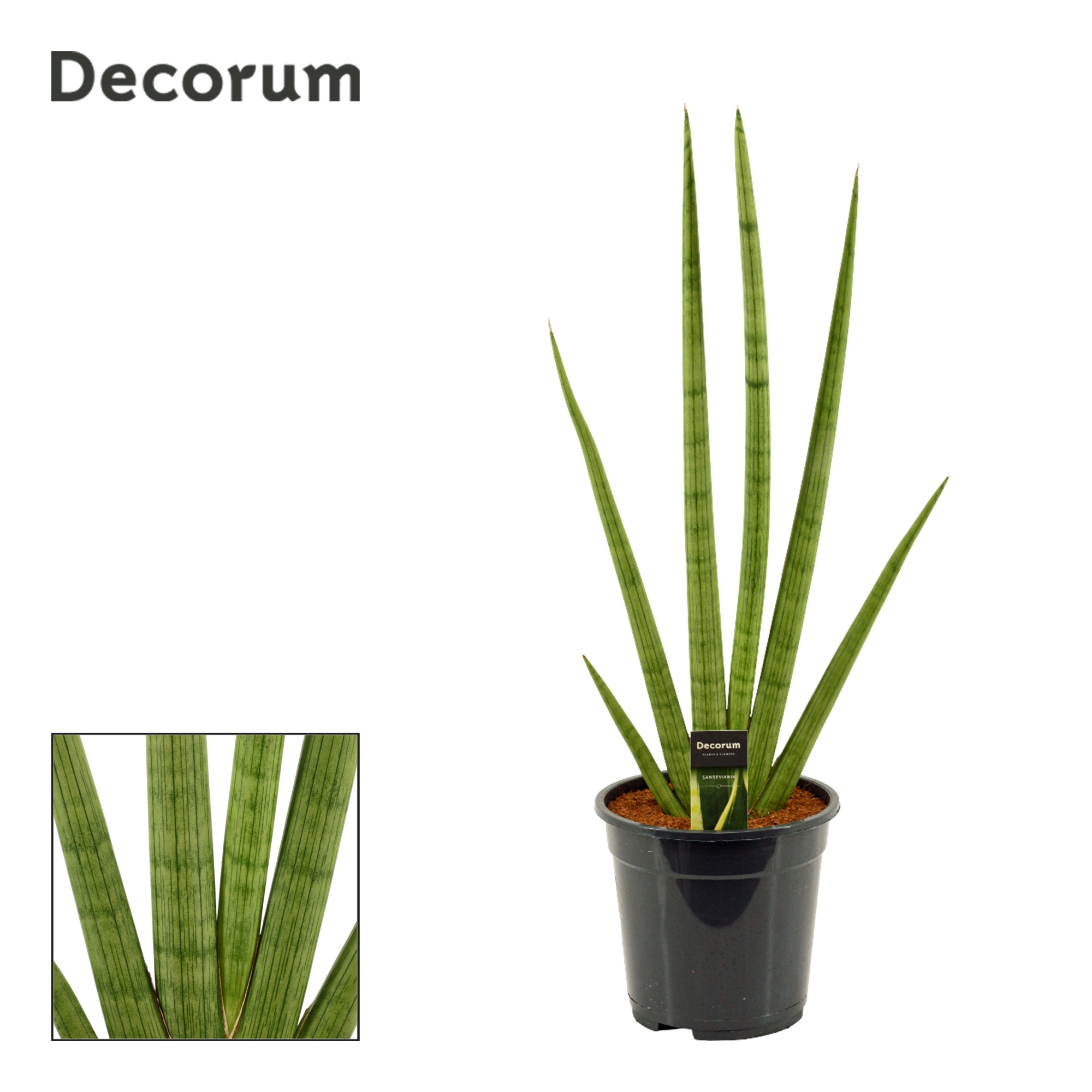 Sansevieria Handshake 21 cm (Decorum), D 21