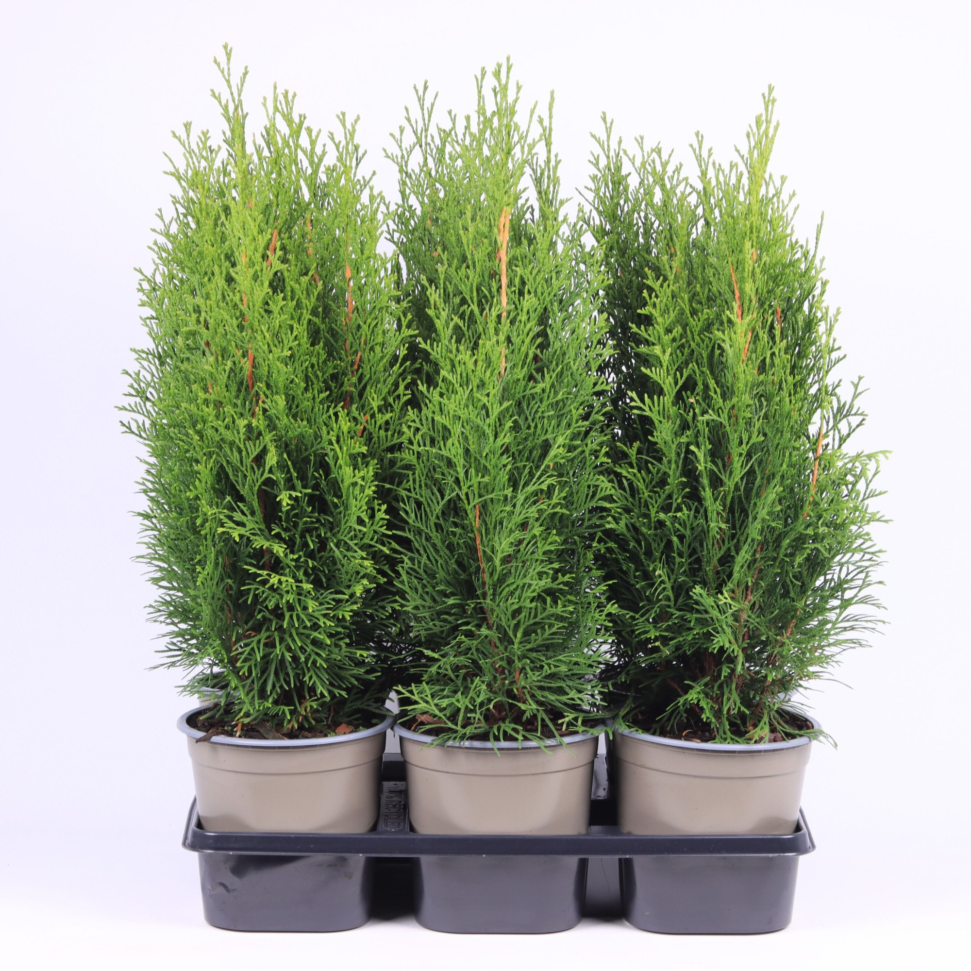 Thuja occidentalis 'Smaragd', D 15 cm