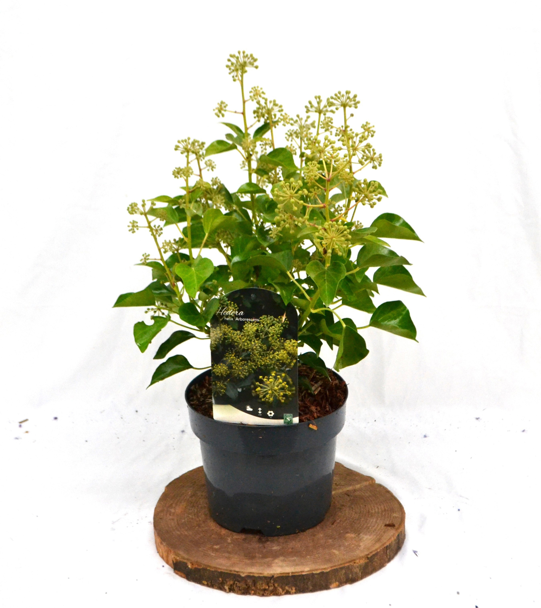 Hedera hel. 'Arborescens' C3 30/40, D 19 cm