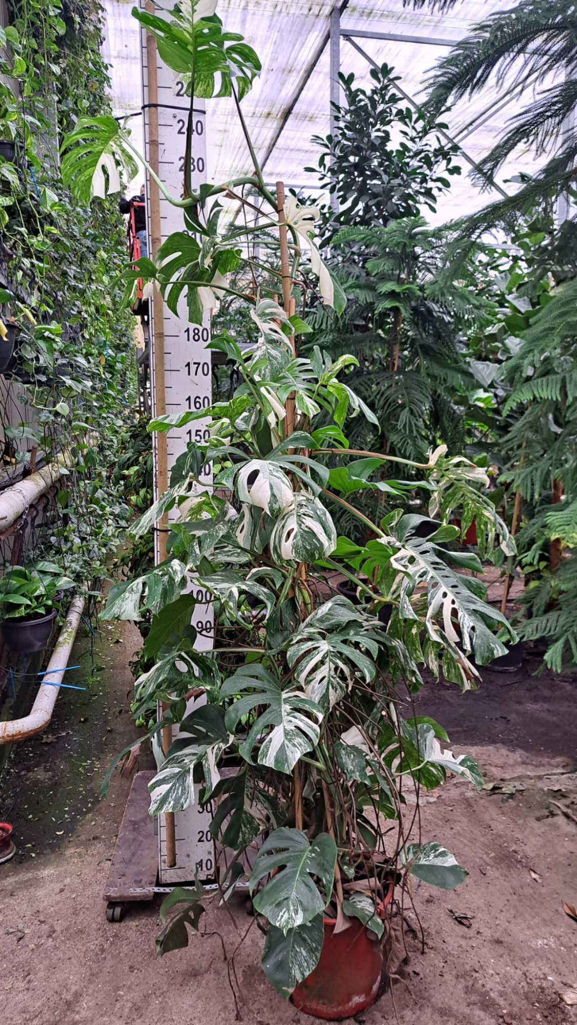 Monstera Deliciosa Variegata bush, D 35