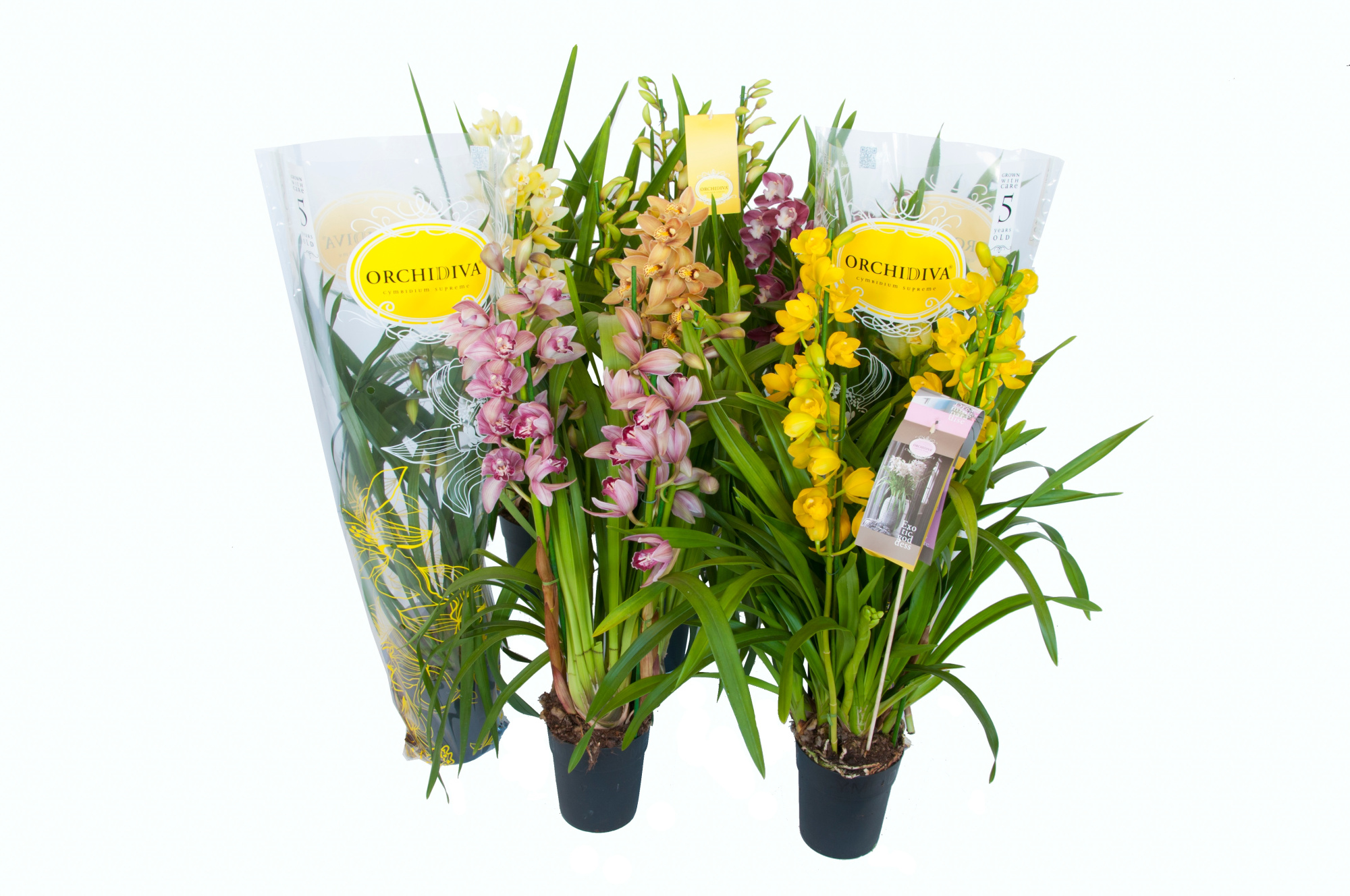 Cymbidium kleuren mix 3-4 tak, D 14 cm