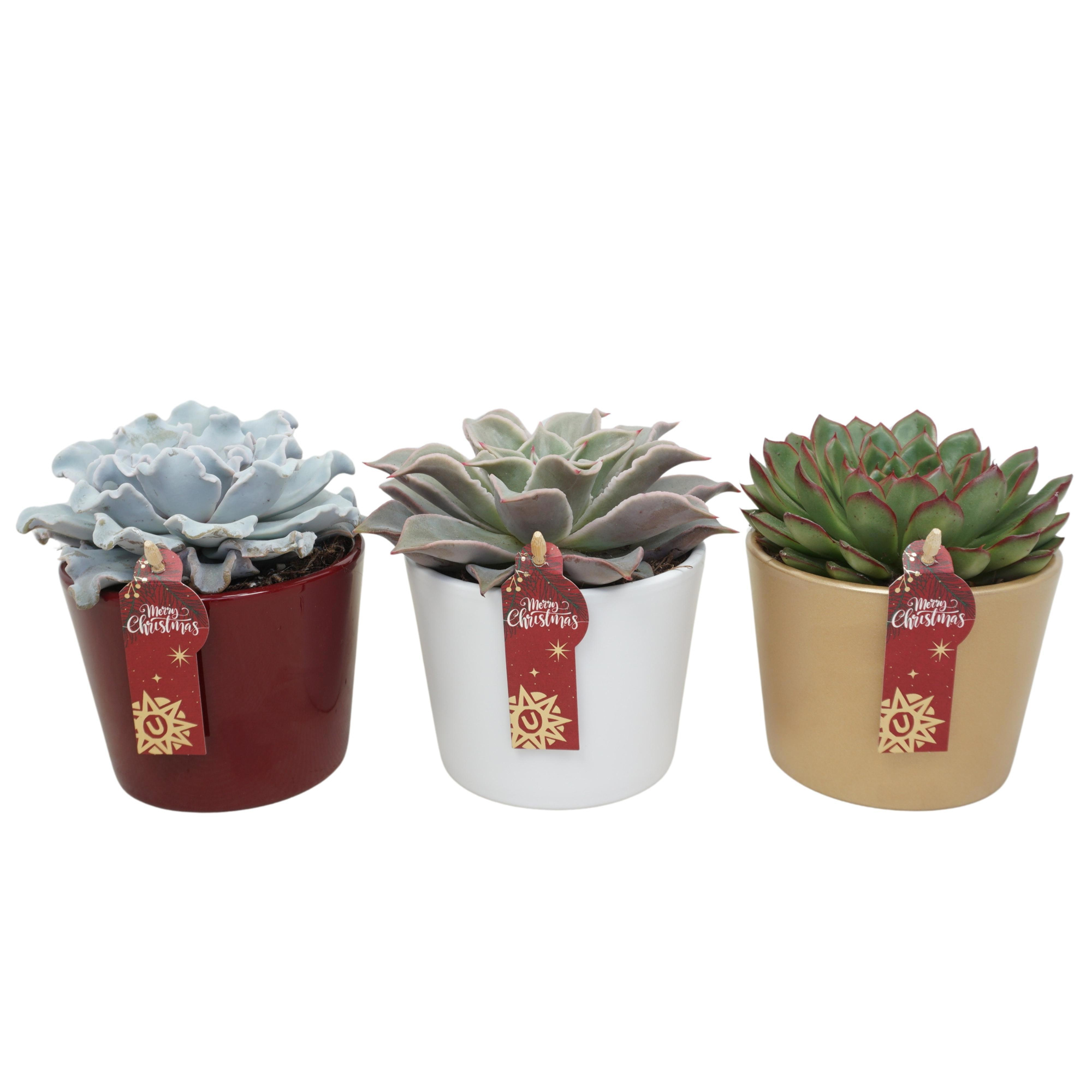 Echeveria mix in 12 cm Kerst pot (3 assorti), D 10,5