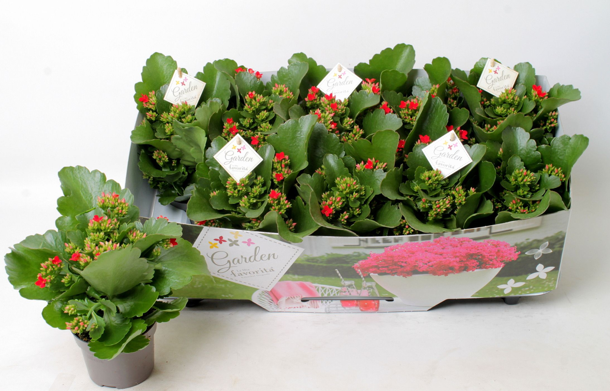 Kalanchoe garden favorita red, D 10,5 cm