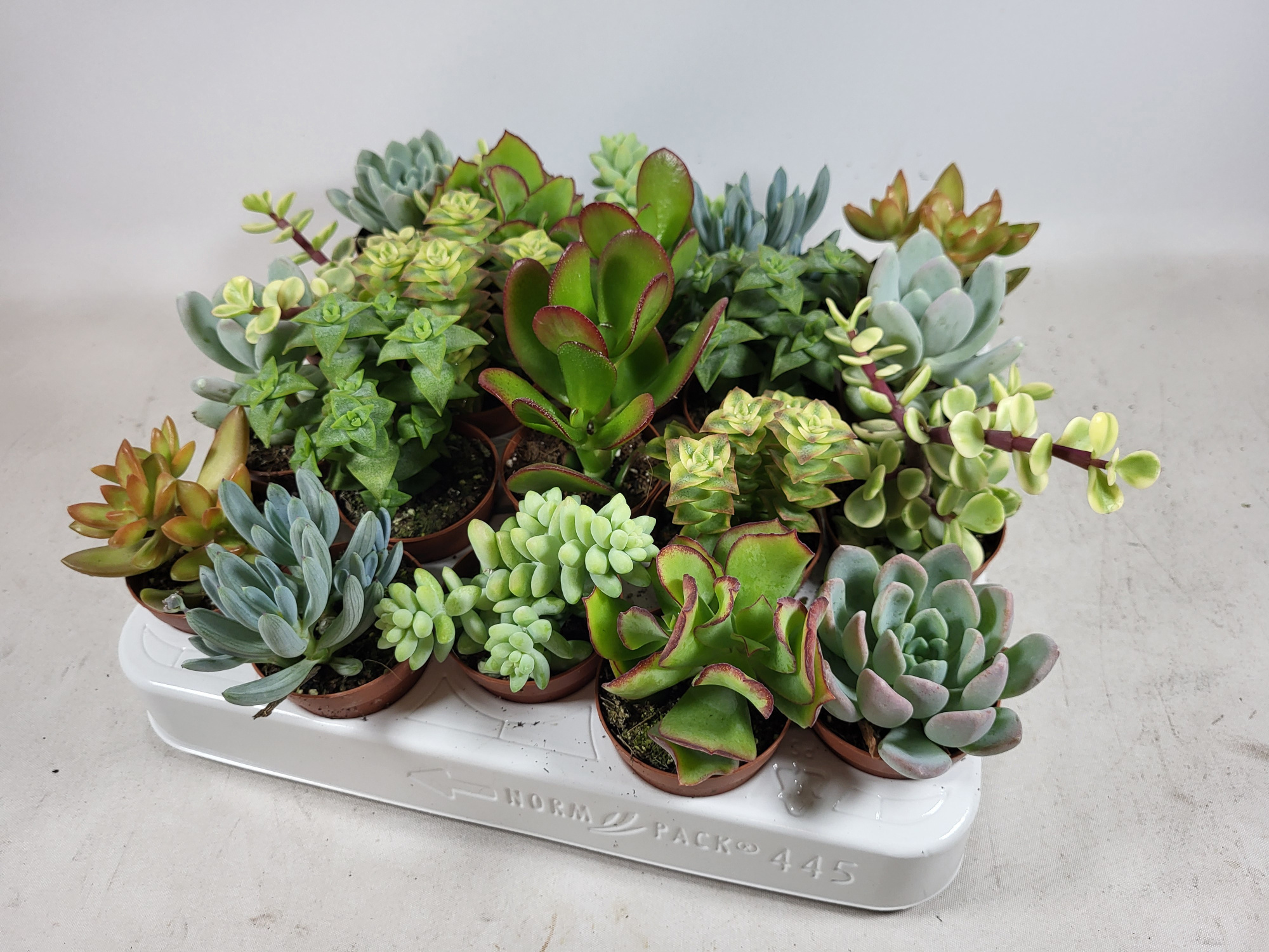 succulenten mix10 soorten, D 5,5