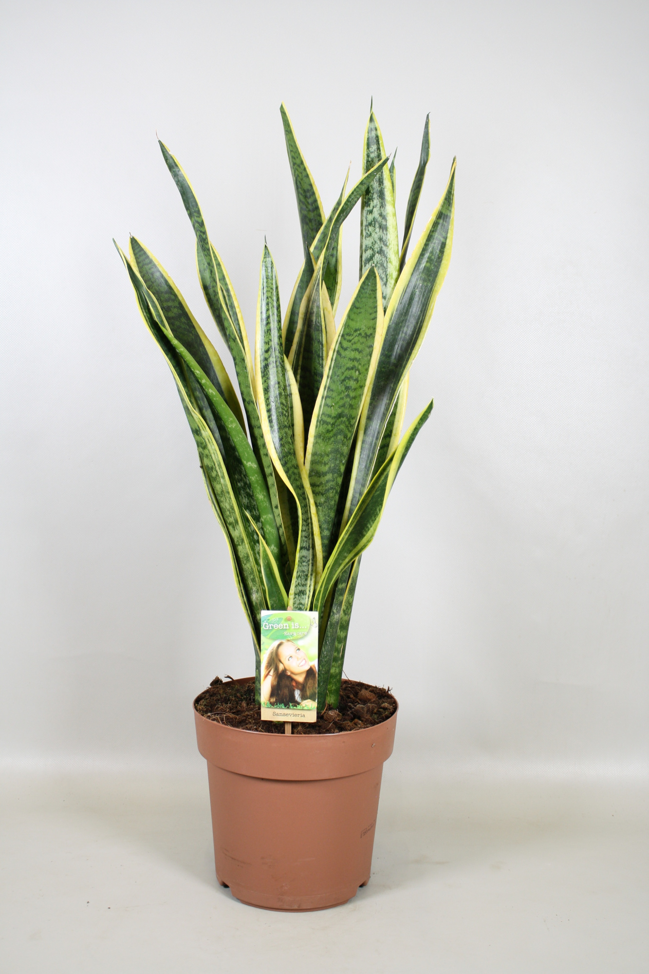 Sansevieria Laurentii, D 24 cm