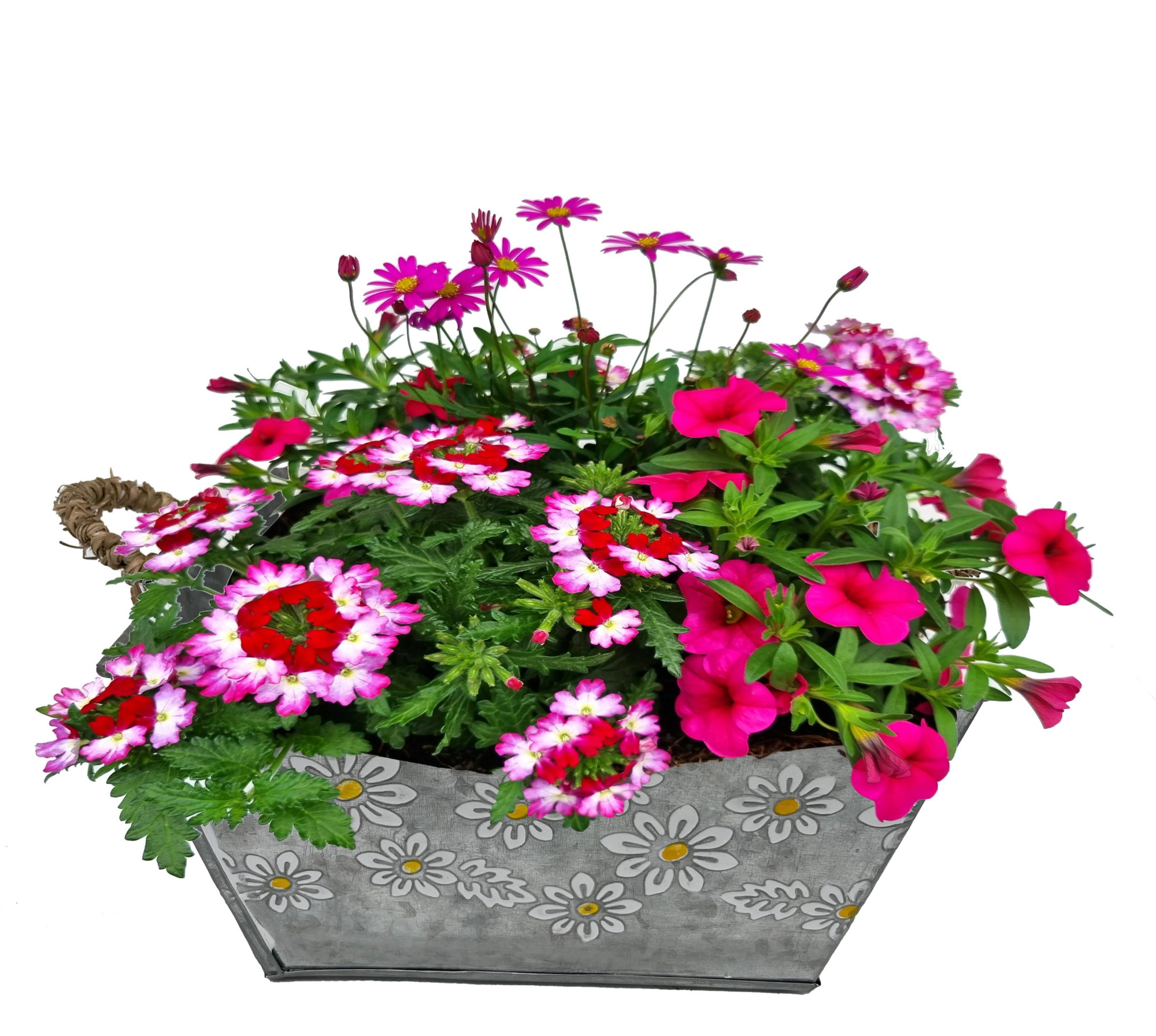 PM866-9006 perkgoedmix zinc Daisy square 22x22, D 23