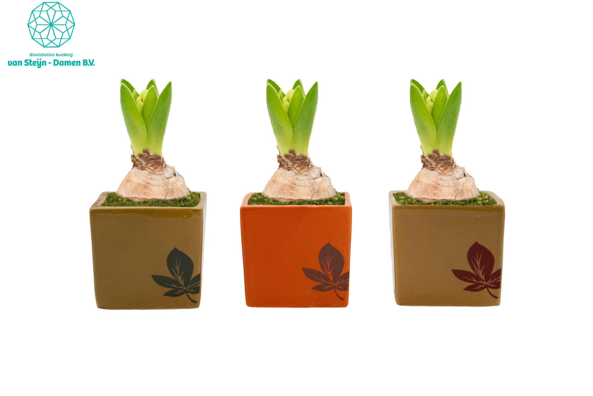 Hyacinthus 'Autumn Bloom' (Without Moss), D 9