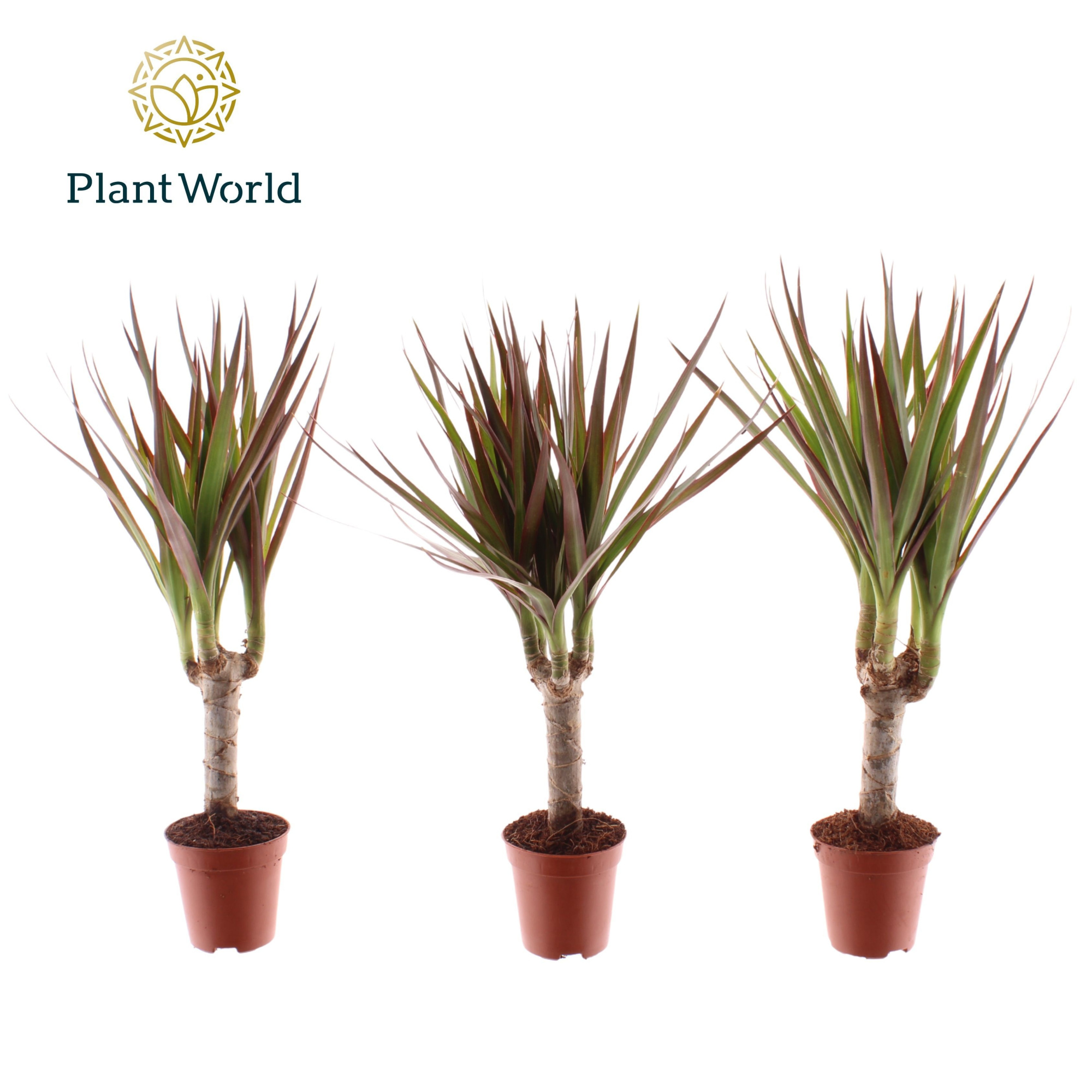 Tiny Tummy Dracaena Magenta, D 5,5 cm