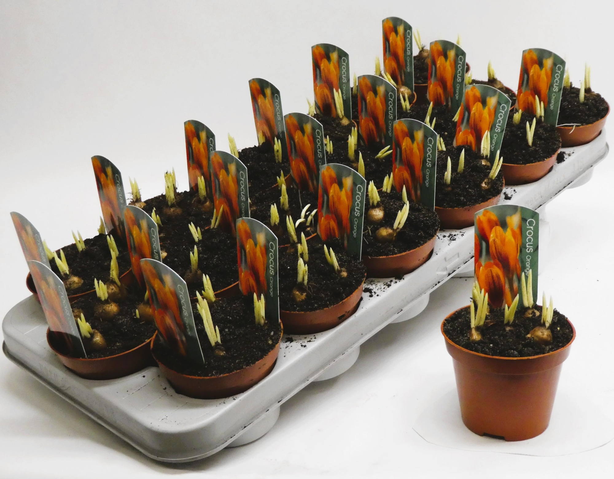 Crocus orange monarch, D 9