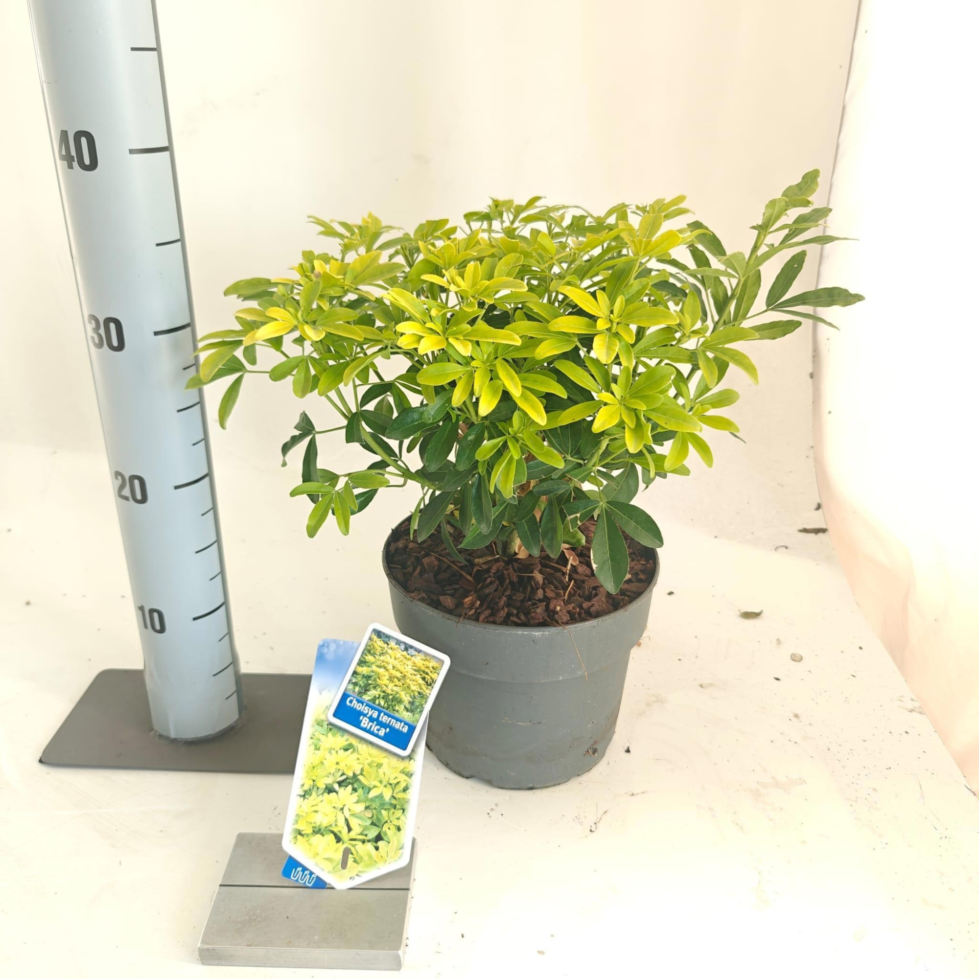 Choisya ternata ‘Brica’ (Lich), D 19