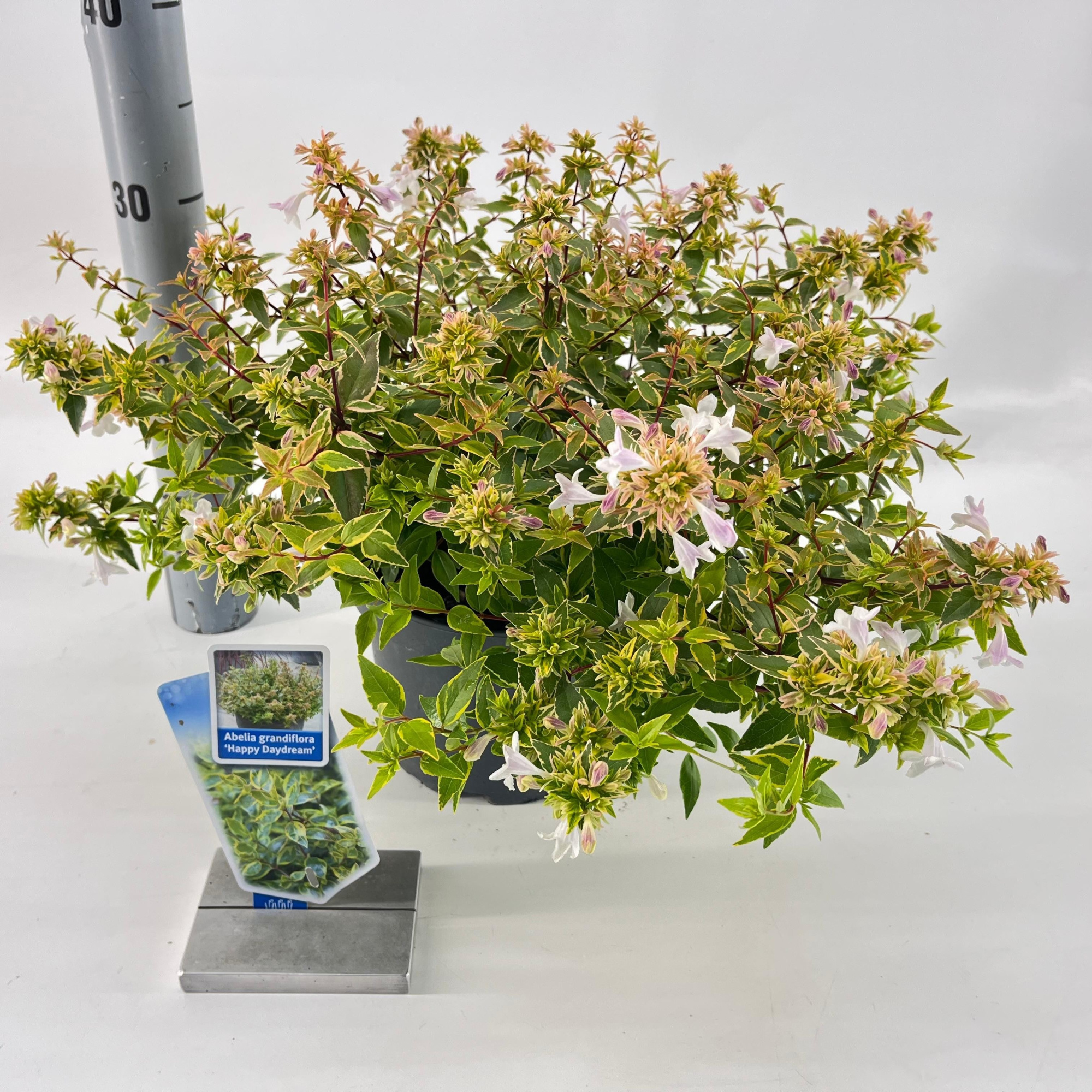 Abelia grandiflora 'Happy Daydream'® PBR, D 19 cm