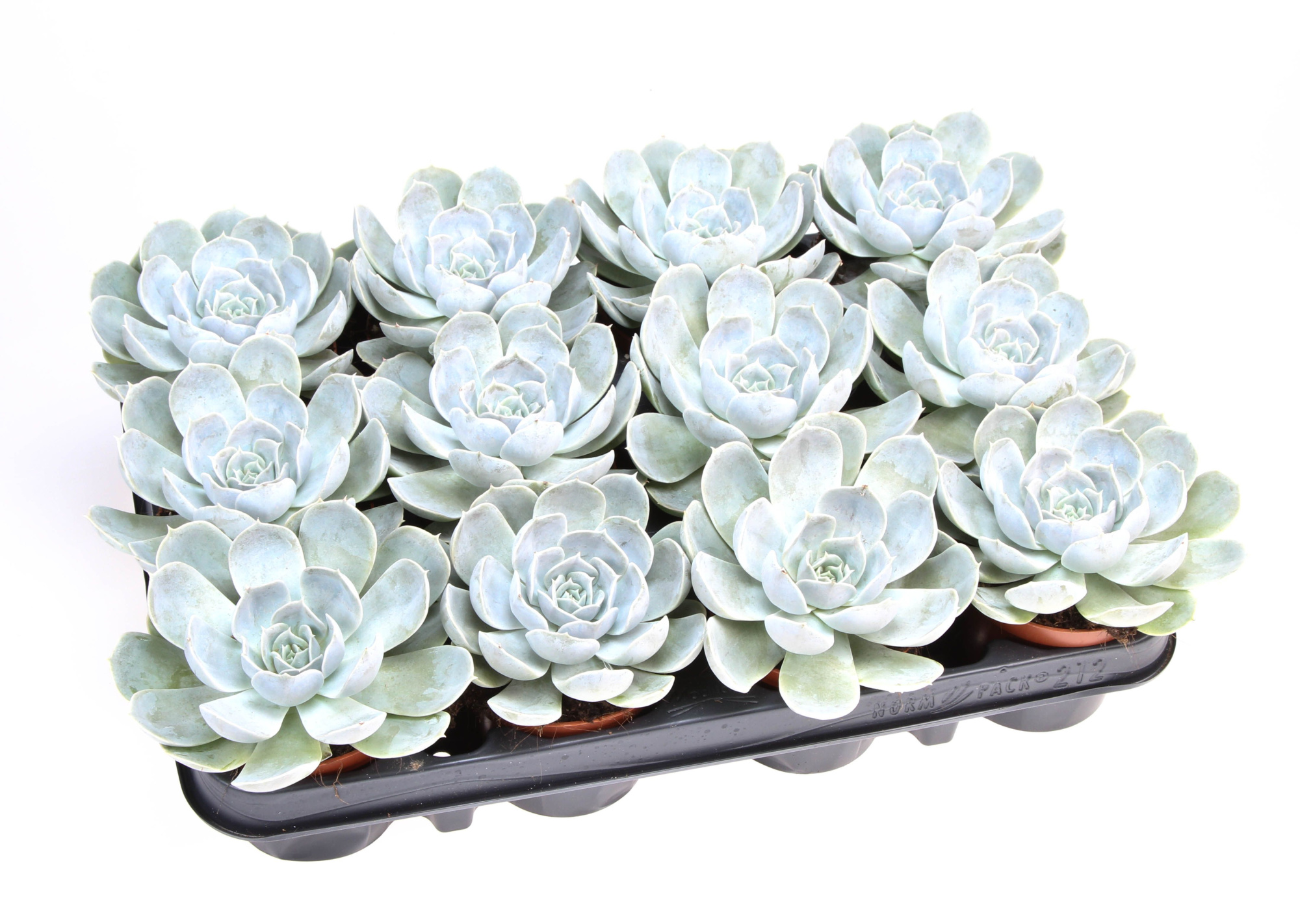 Echeveria Electra, D 8,5