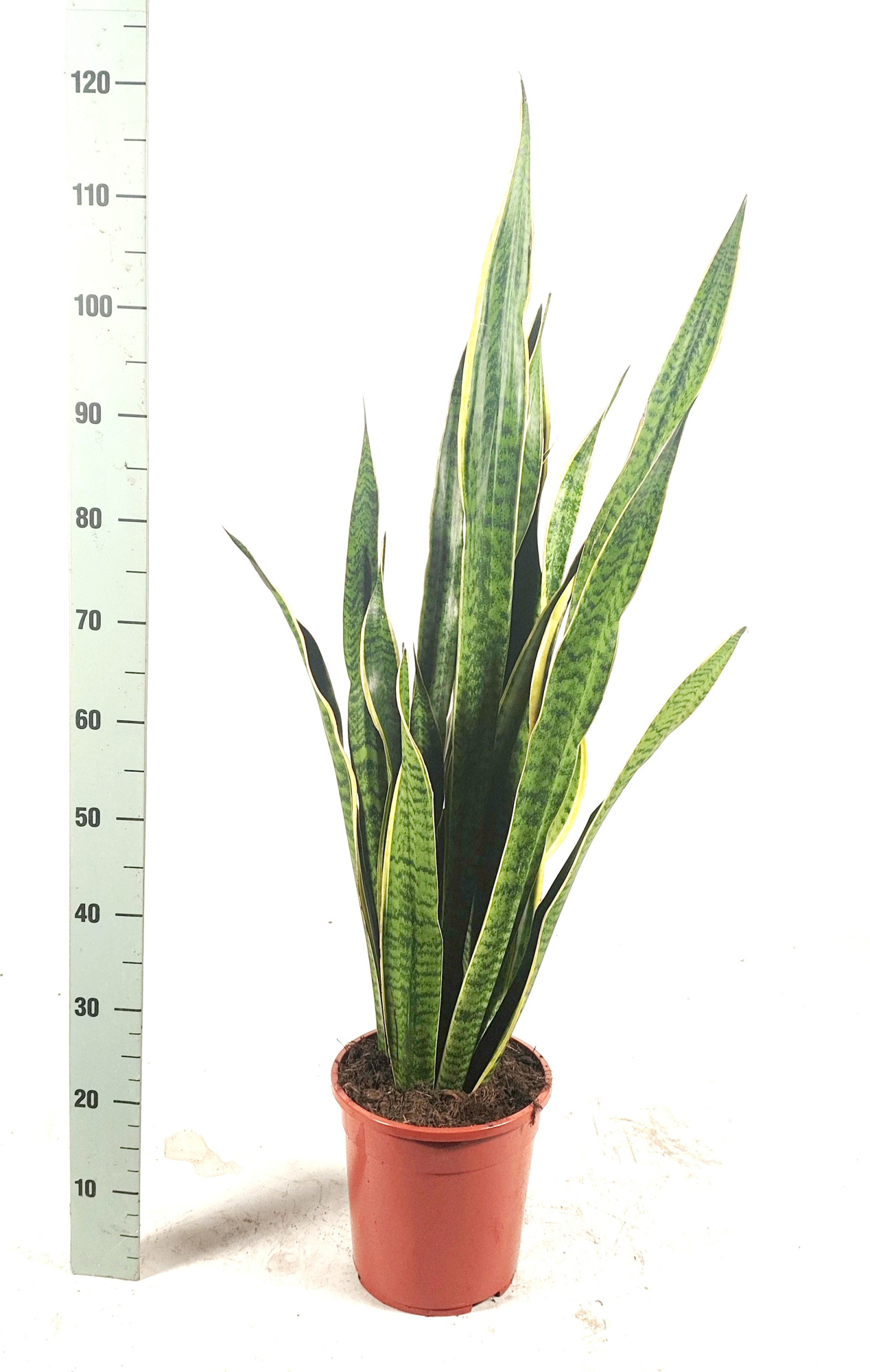 Sansevieria trifasciata 'Laurentii' 115cm, D 24