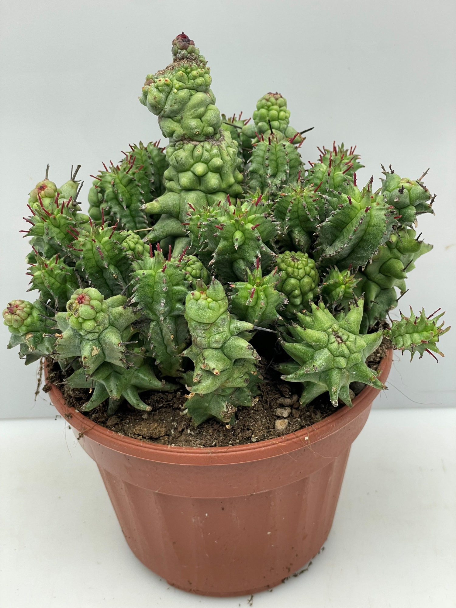 541 Euphorbia Horrida Cristata 13 cm, D 13 cm