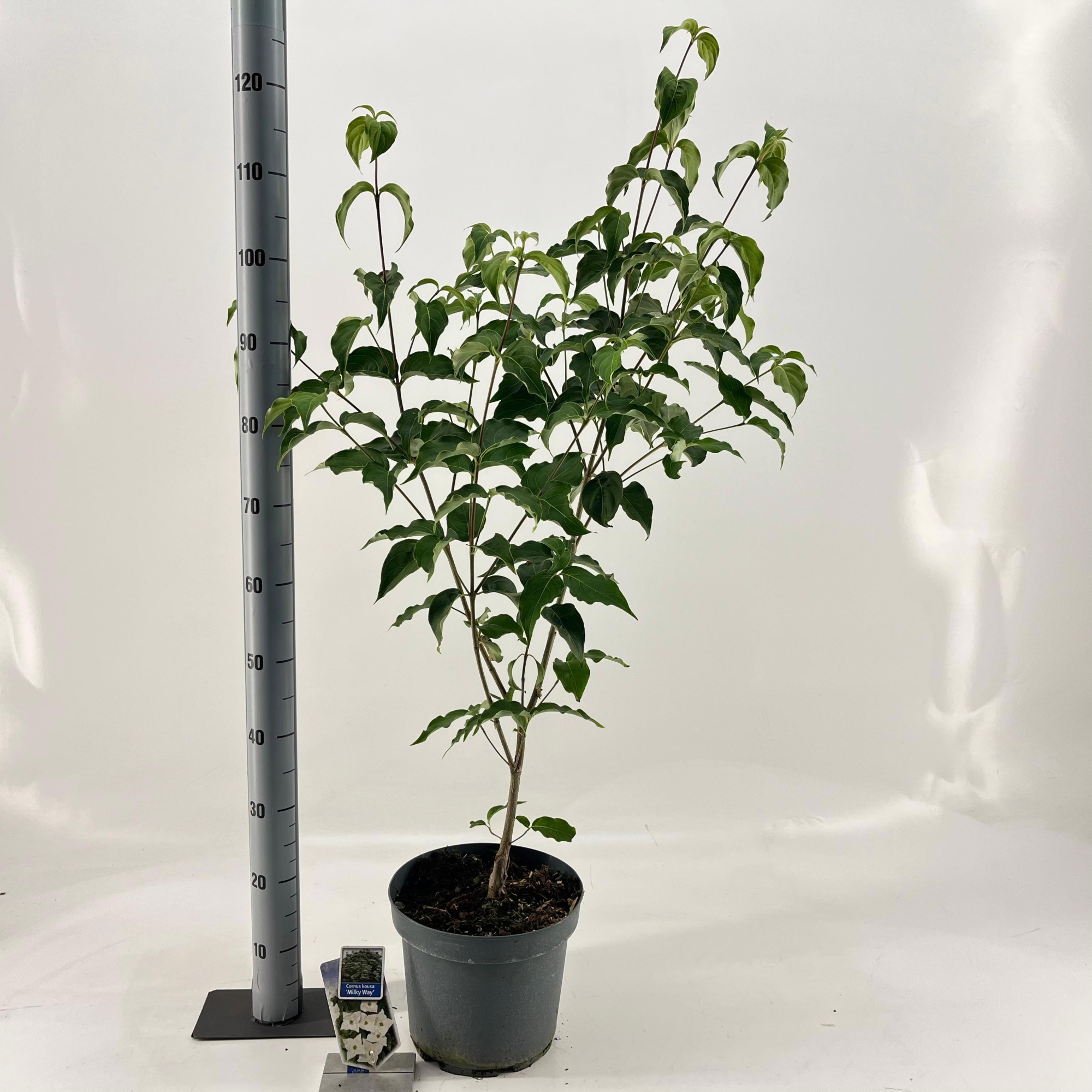 Cornus kousa 'Milky Way', D 26 cm