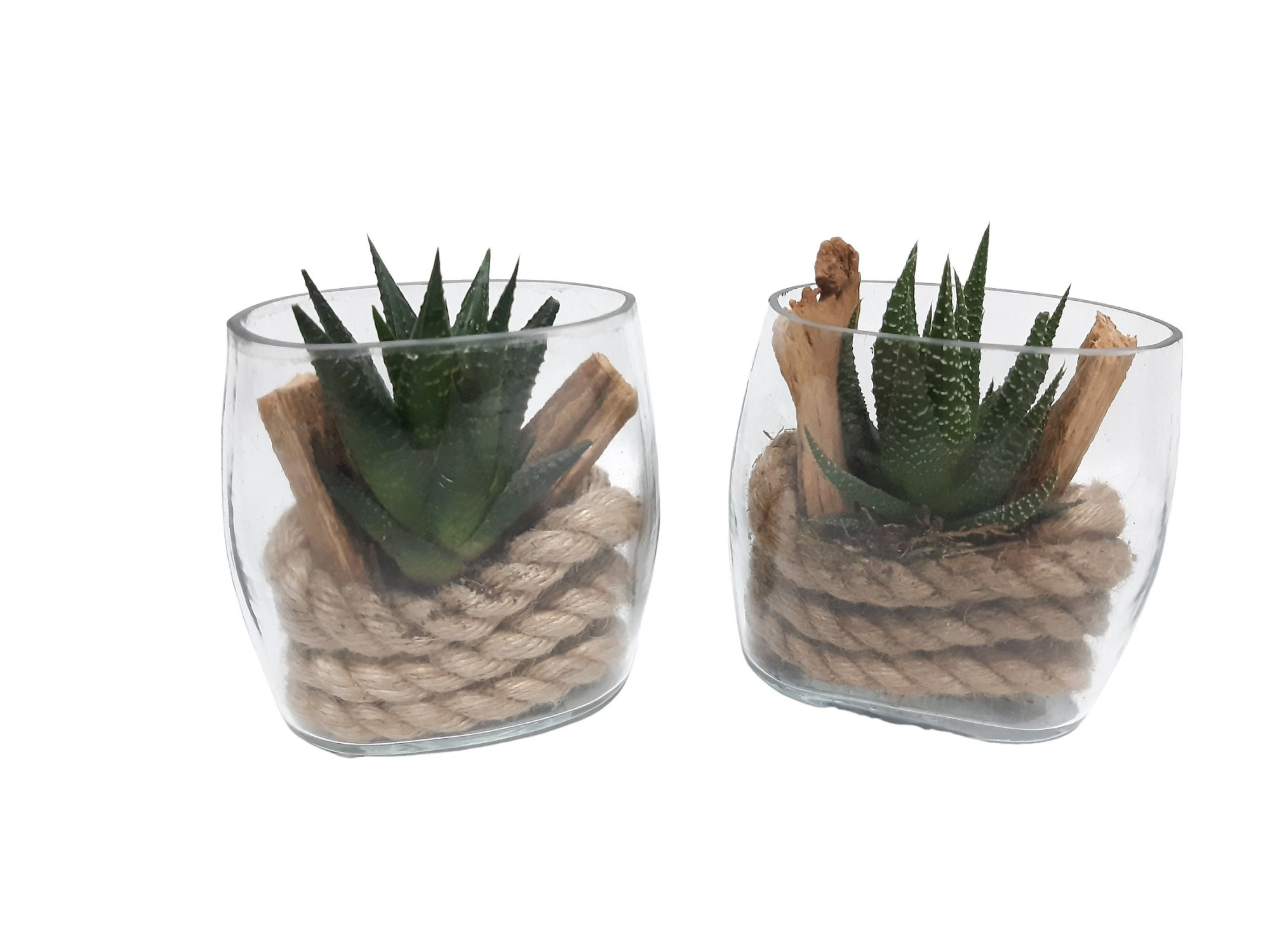OVG11AUT Mini ovaal Glas D11 Haworthia+wooddeco, D 11 cm