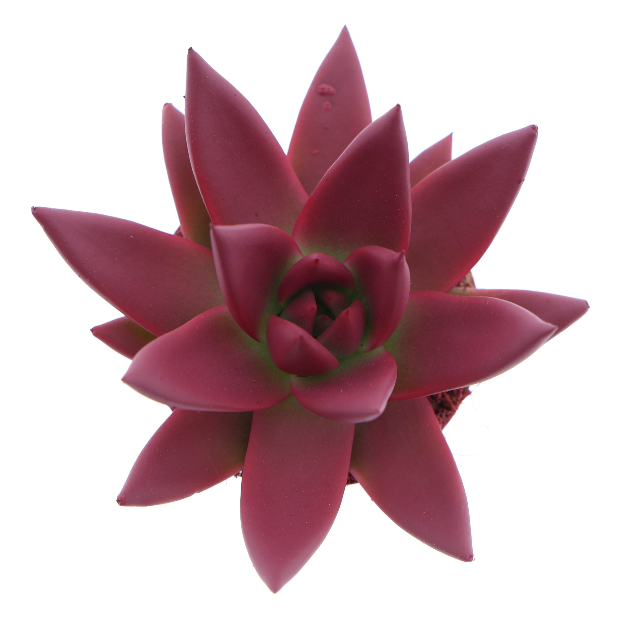 Rainbow bordeaux red, D 6 cm