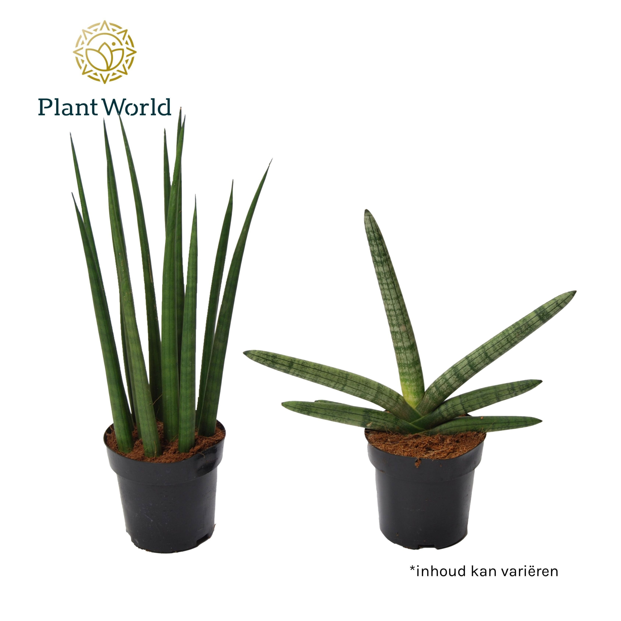 Sansevieria Supermix: Skyline-Mikado, D 12