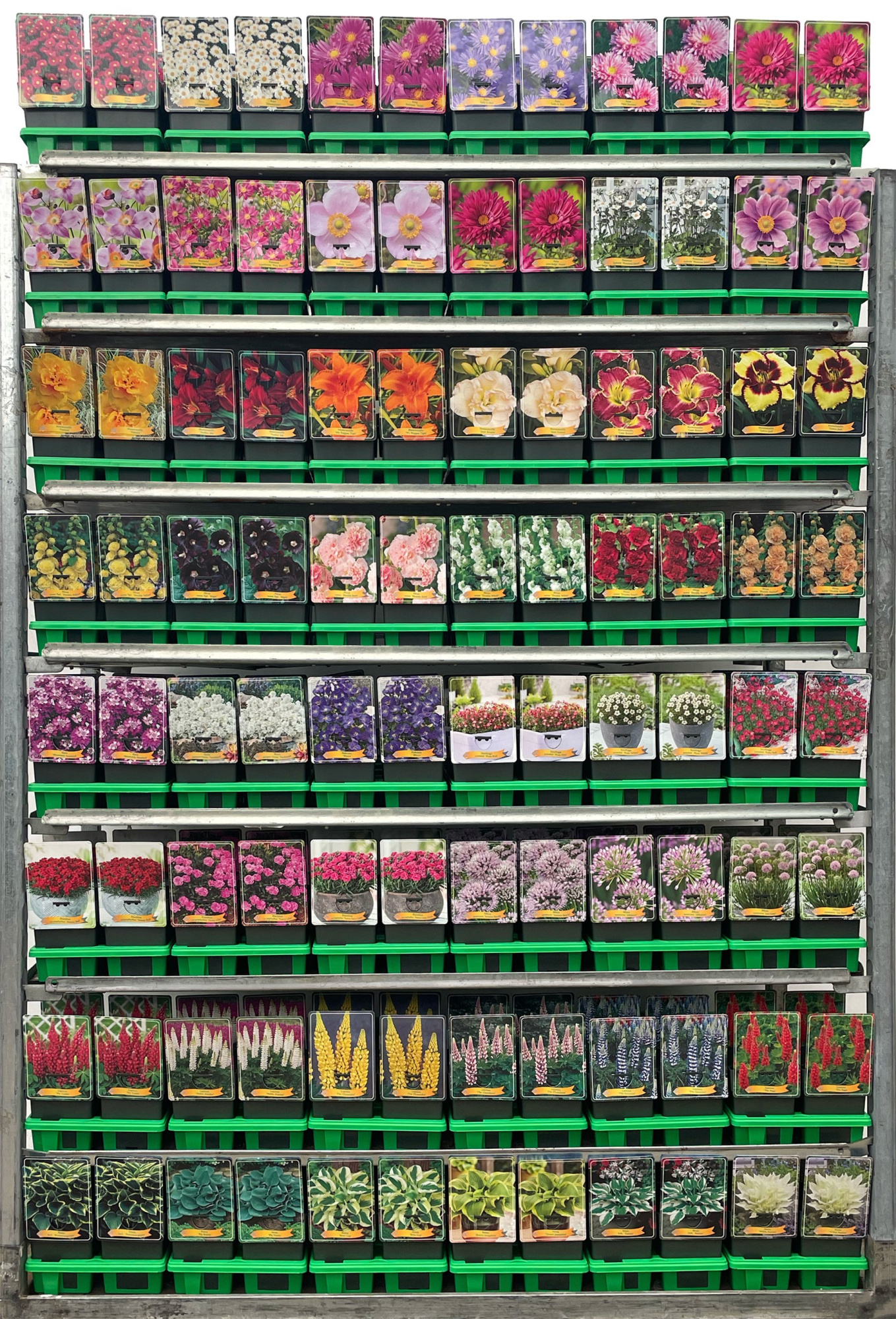 Vaste planten Mix CC 2 P11, D 11