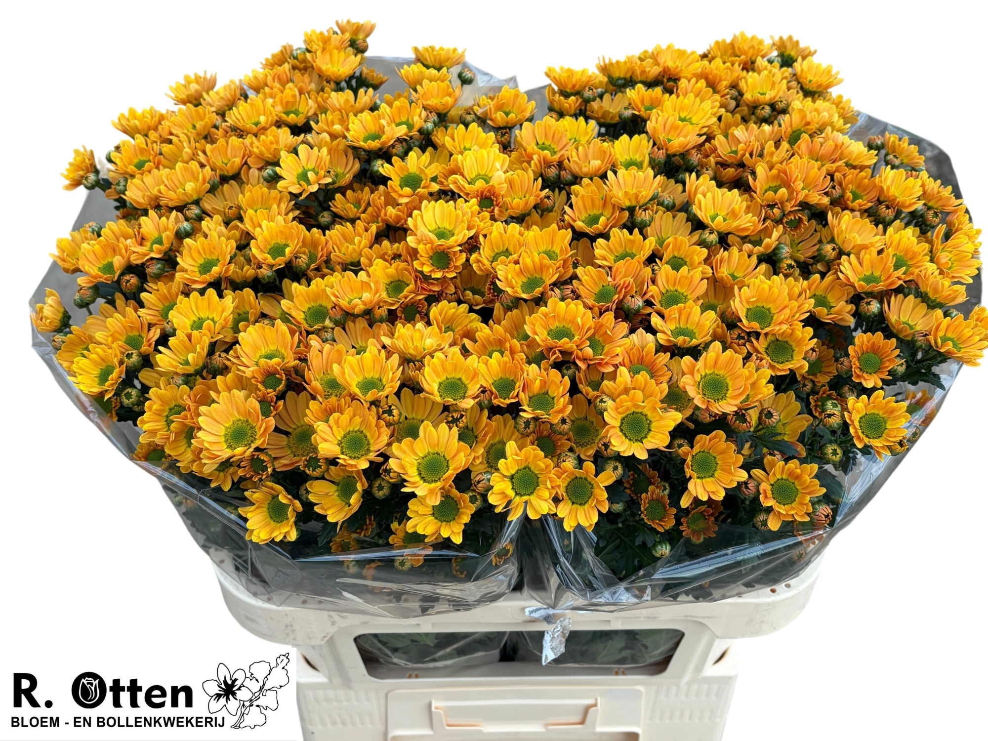 Сантини Росси Оранж, шт.