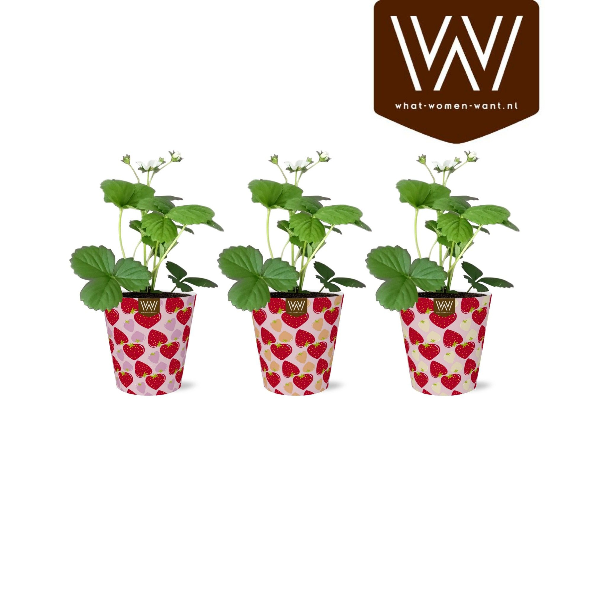 Collectie "Fruity Blend" Fragaria Beltran in Smartcup Lonneke, D 12