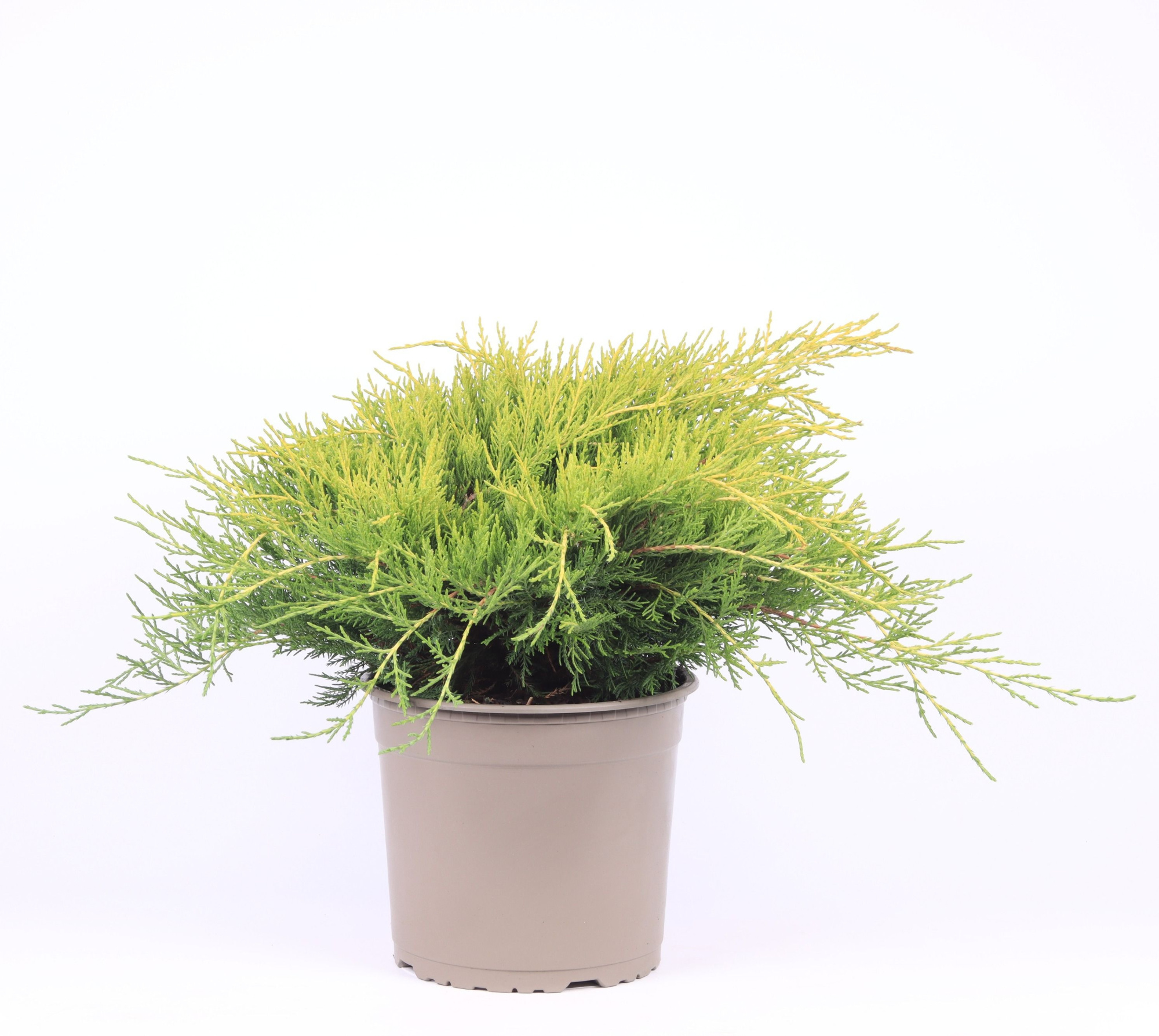 Juniperus x pfitzeriana 'Gold Coast', D 23