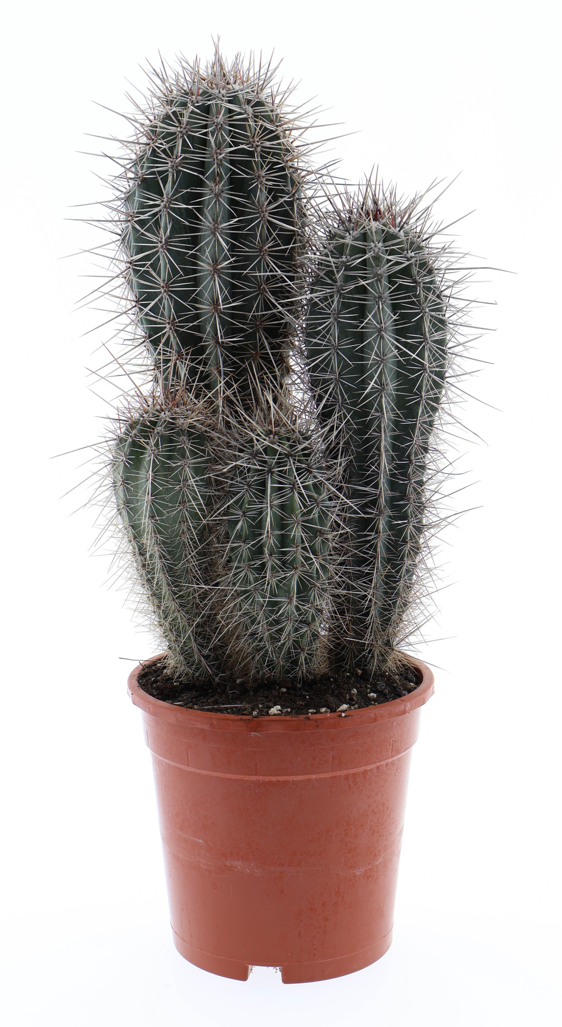 Pachycereus pringley XXL, D 17 cm