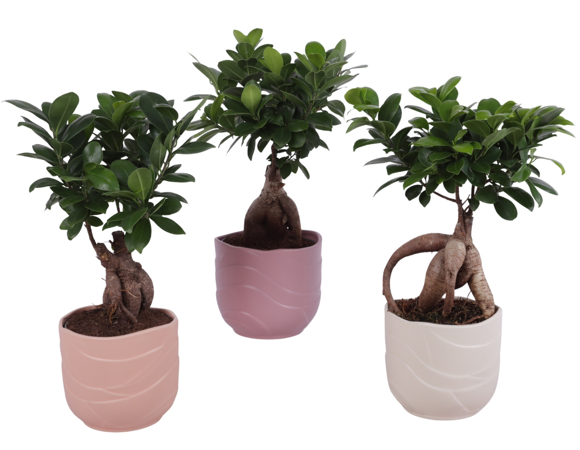 Ficus m. Ginseng Ball Shape Ø12cm in Ø14cm Ceramic SE660, D 14