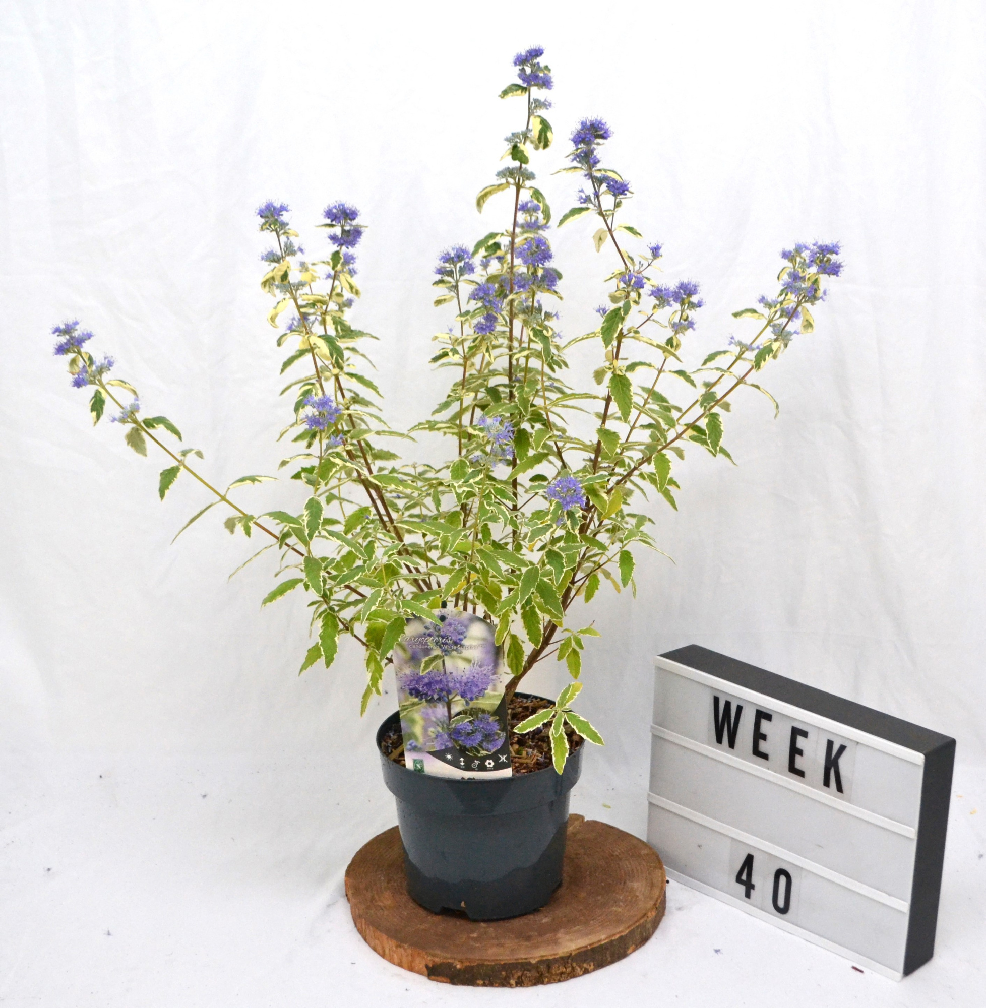 Caryopteris cland. White Surprise C3 35-50, D 19 cm